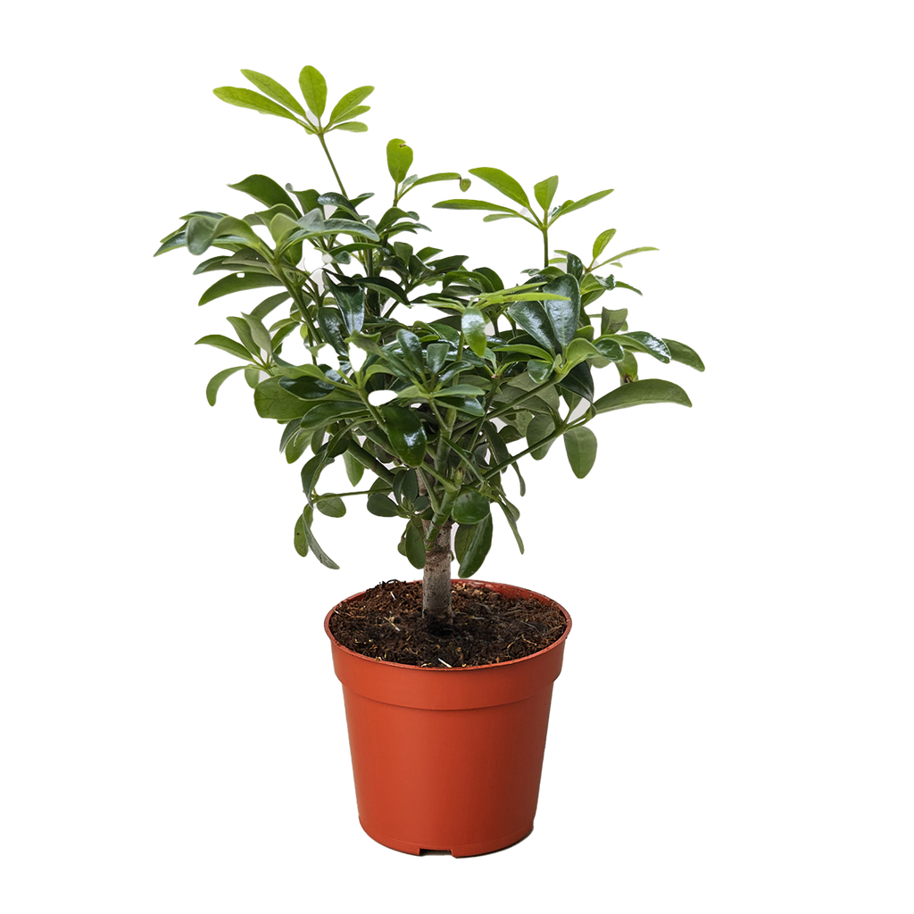 Bonsai Schefflera Arboricola