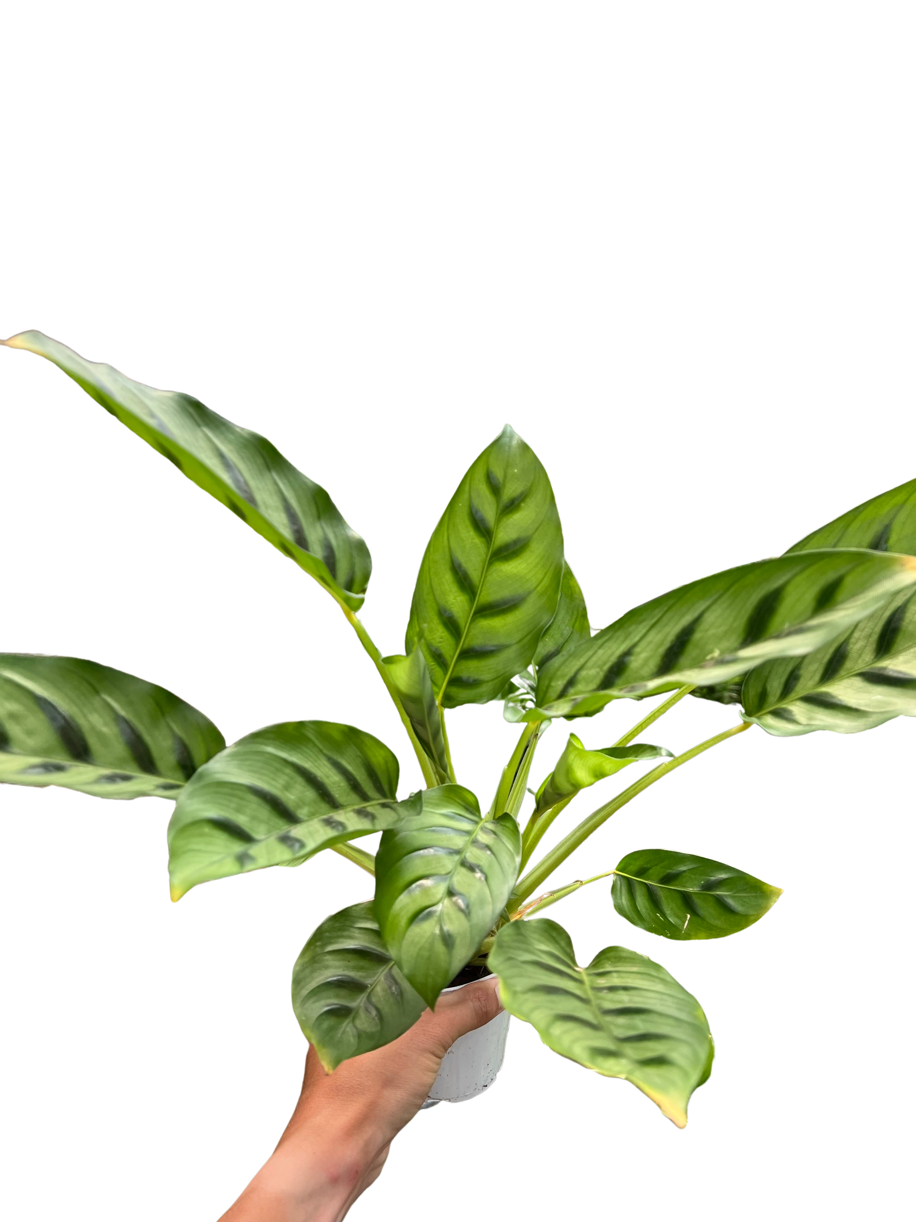 Calathea Leopardina