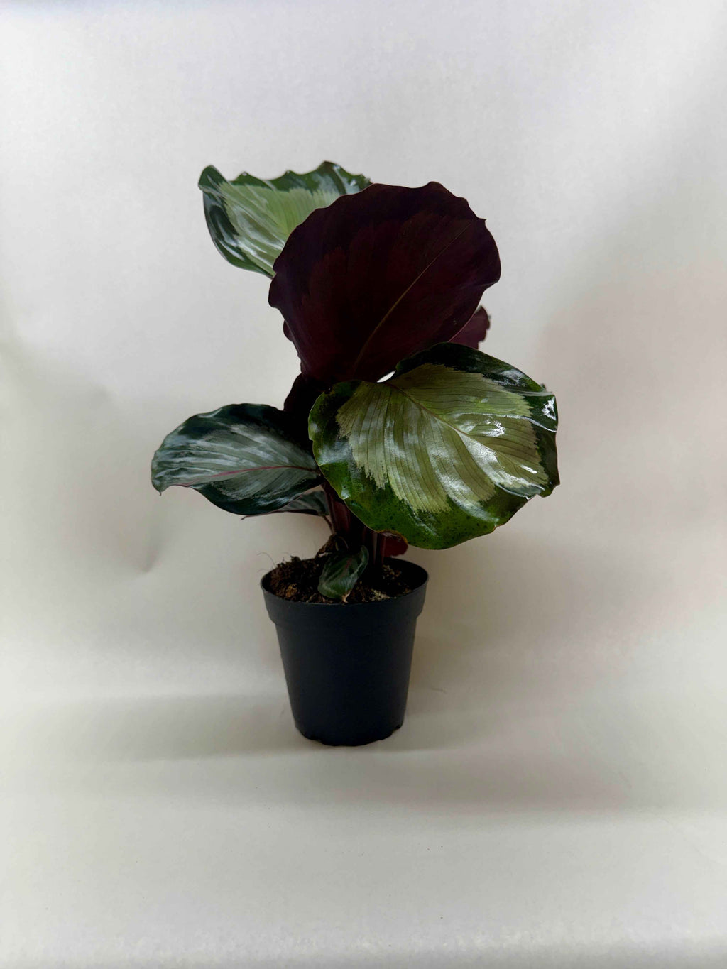 Calathea 'Northern Lights'