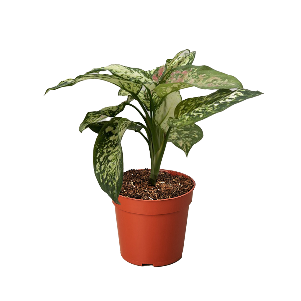 Chinese Evergreen 'Wishes' - House Plant Shop