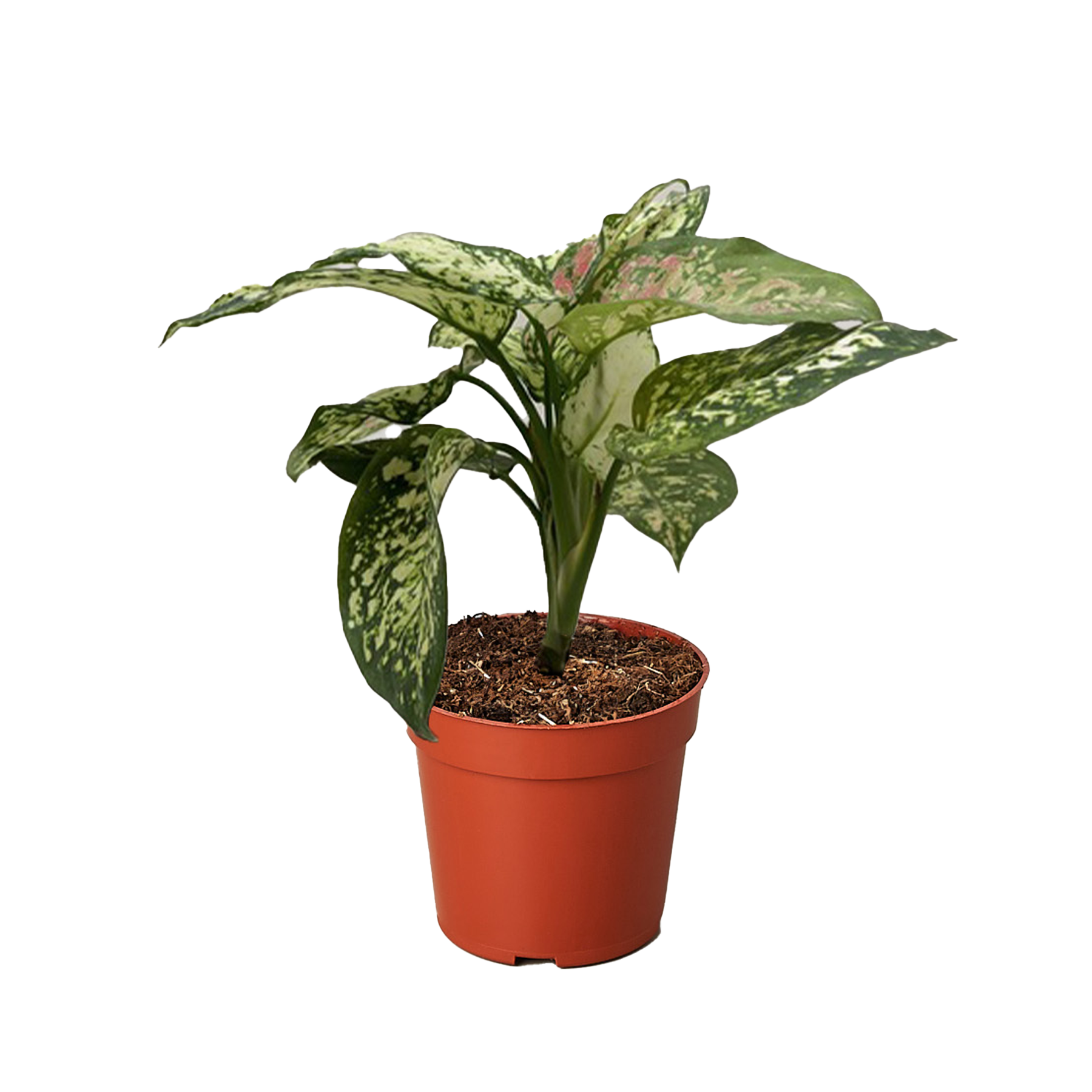 Chinese Evergreen 'Wishes' - House Plant Shop