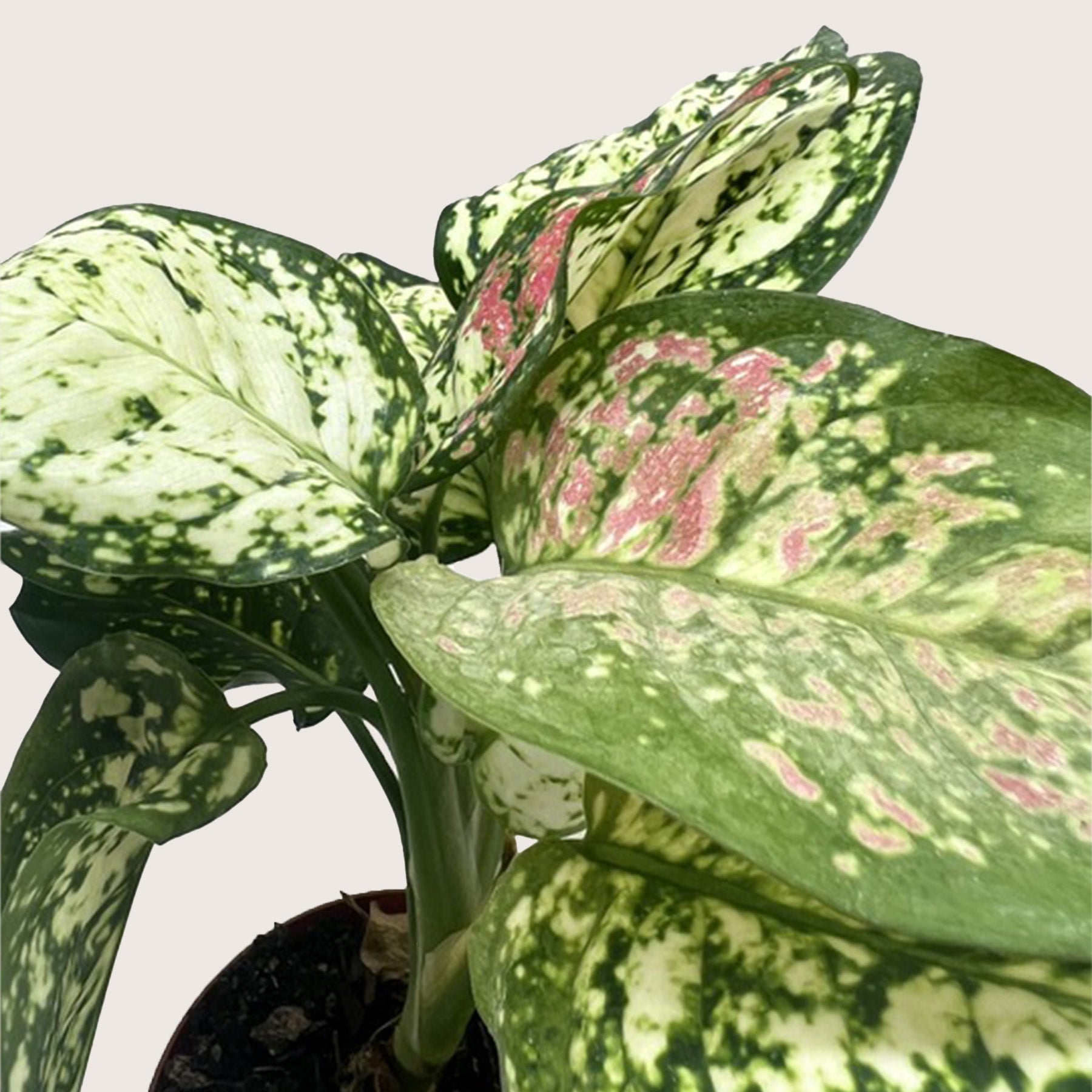 Chinese Evergreen 'Wishes' - House Plant Shop