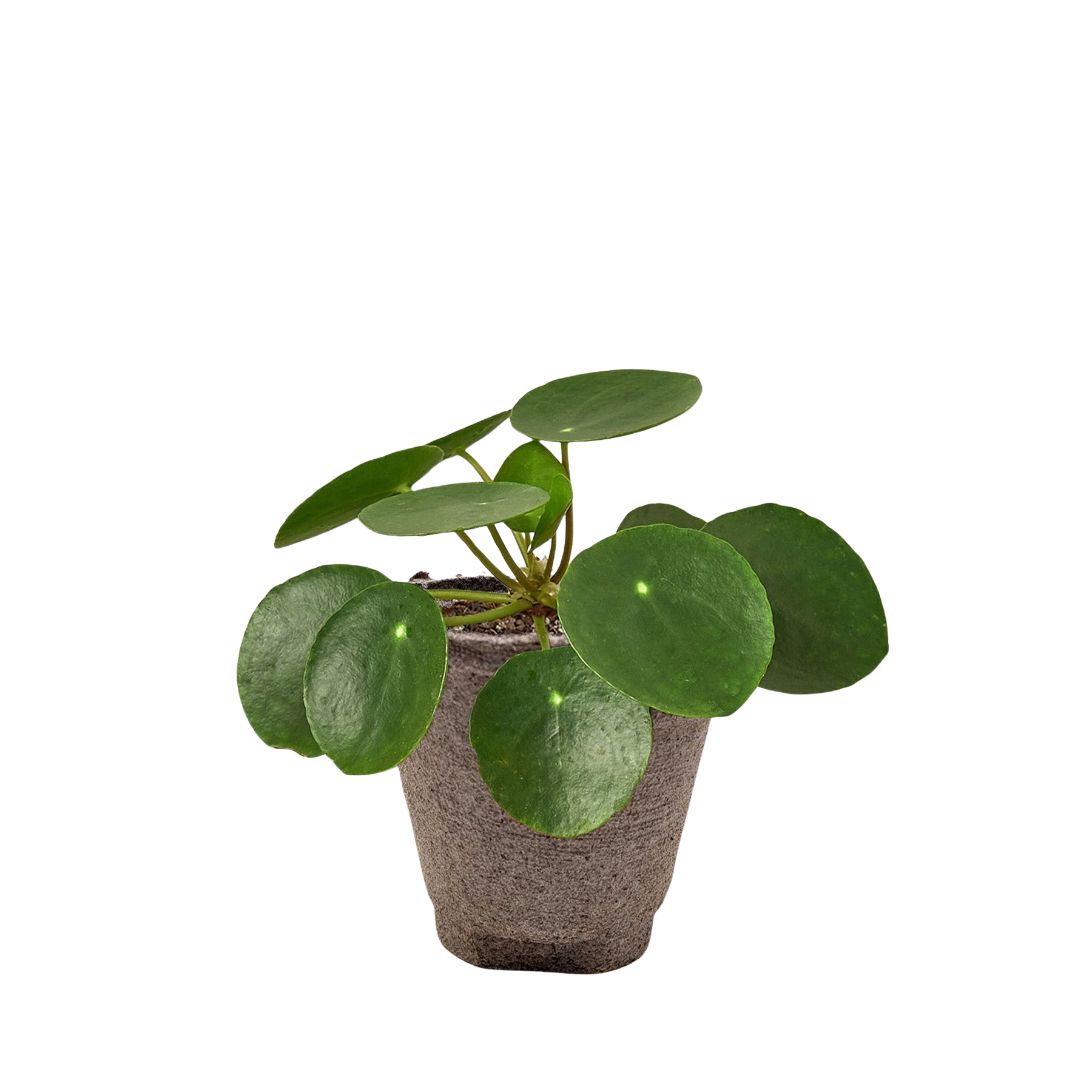 Pilea Peperomioides 'Chinese Money'