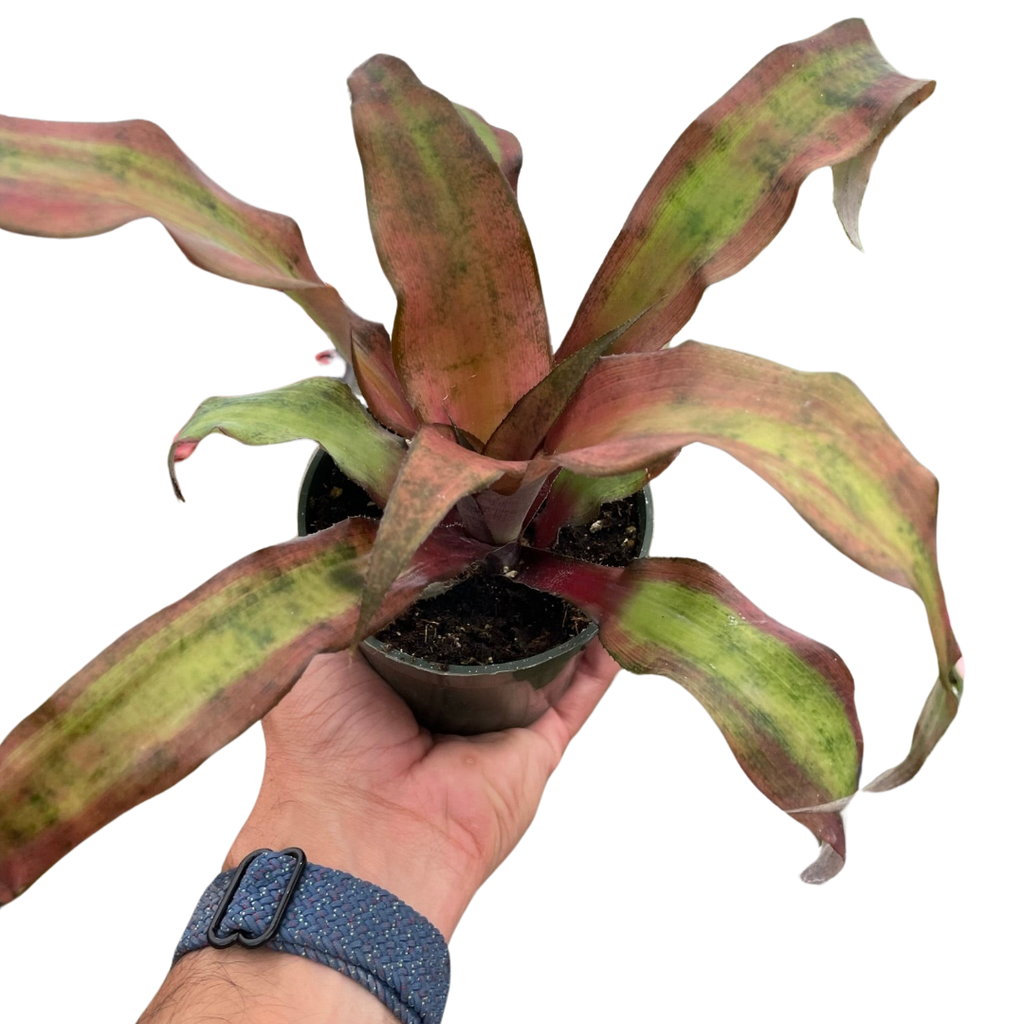 Cryptanthus 'Calypso'