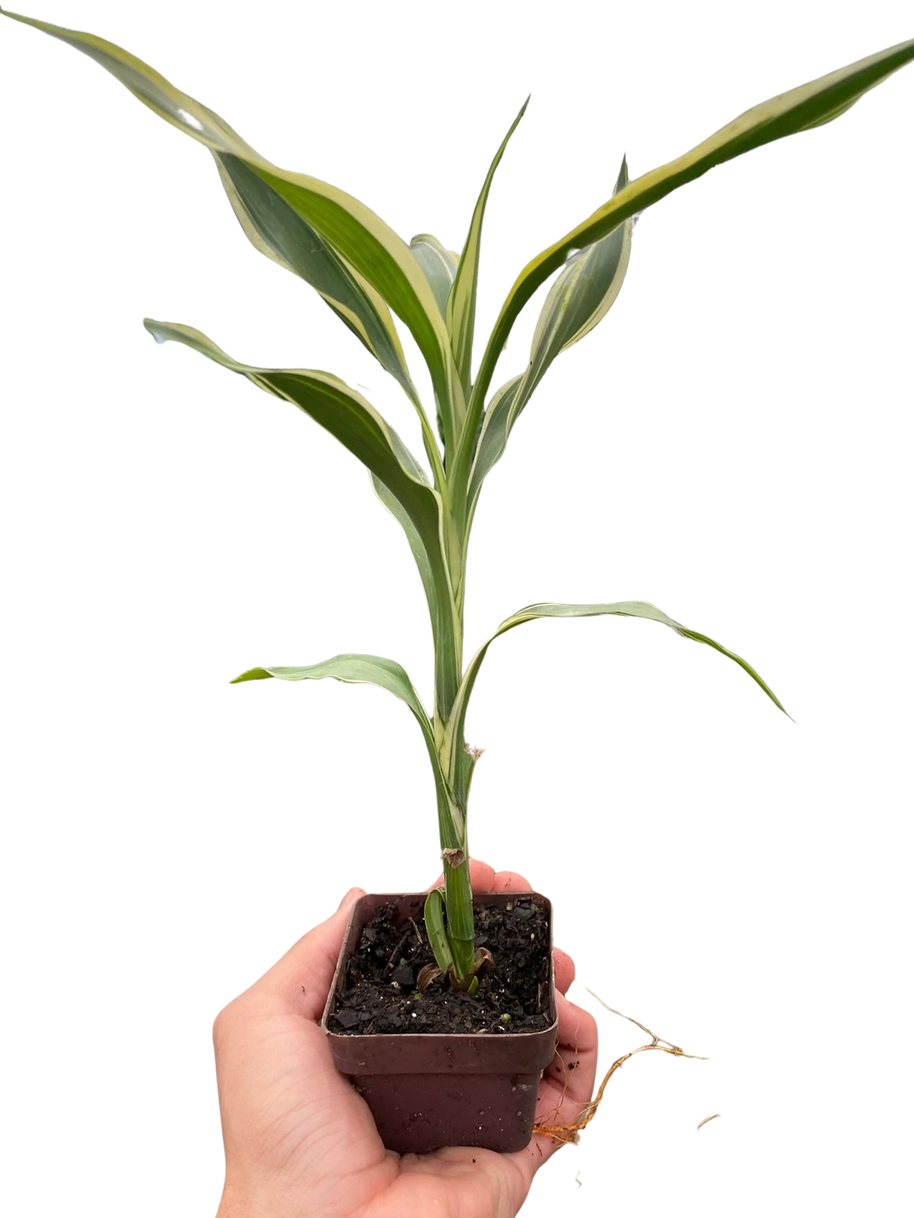Dracaena 'Sanderiana'