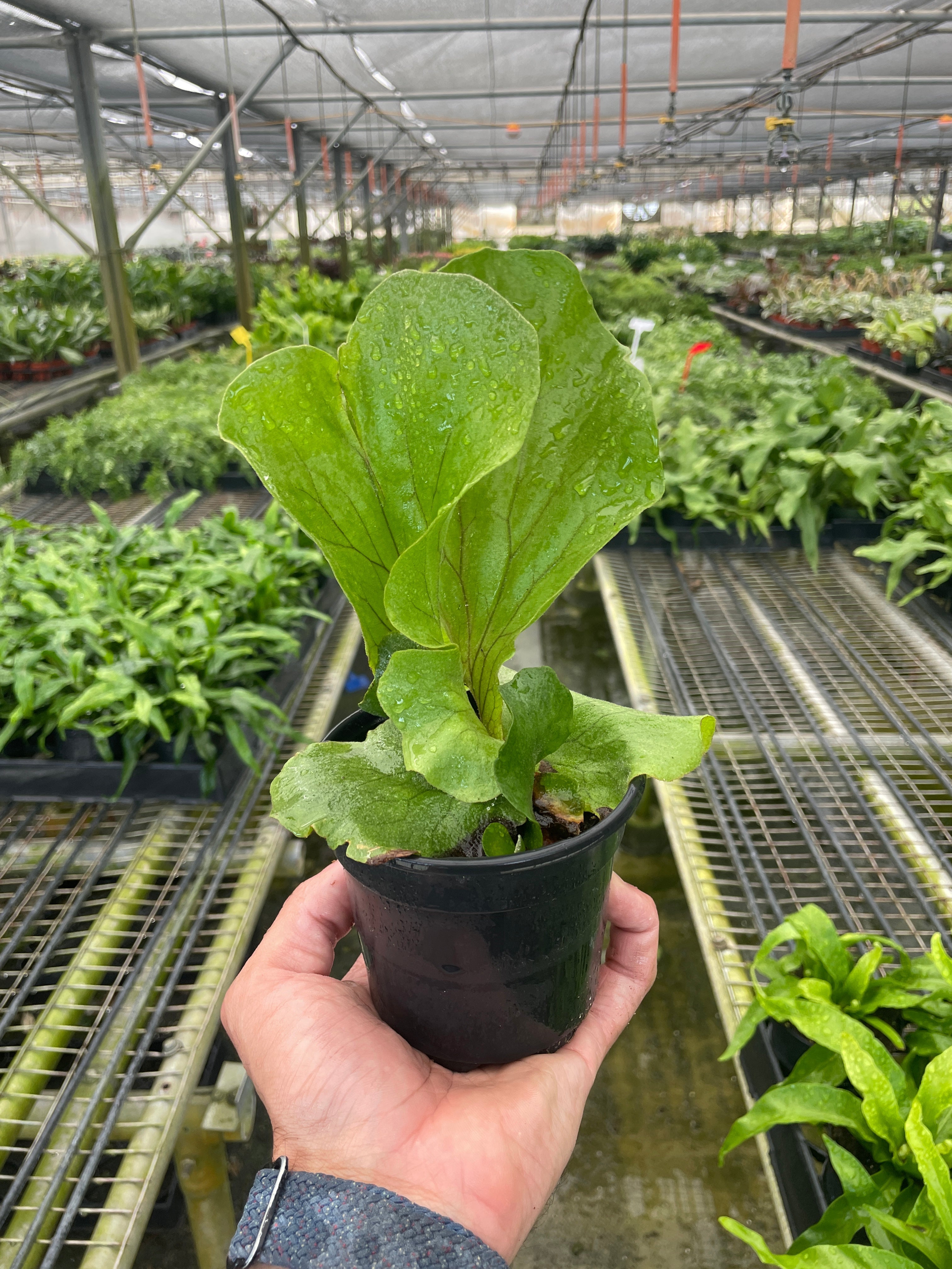 Fern 'Elephant' - House Plant Shop