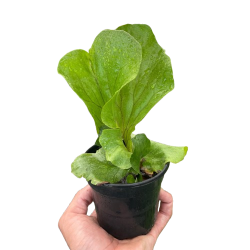 Fern 'Elephant' - House Plant Shop