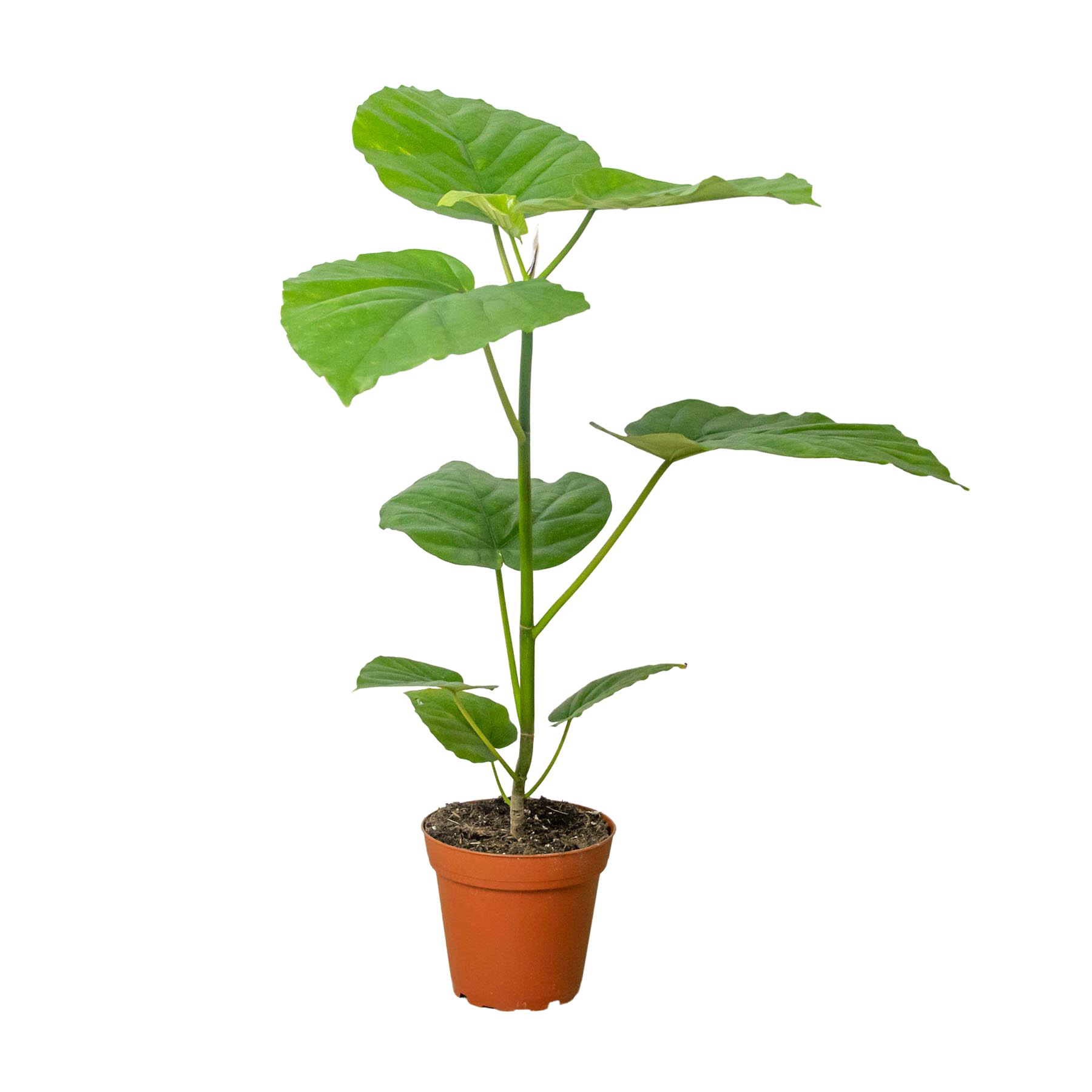 Ficus 'Umbellata' - House Plant Shop
