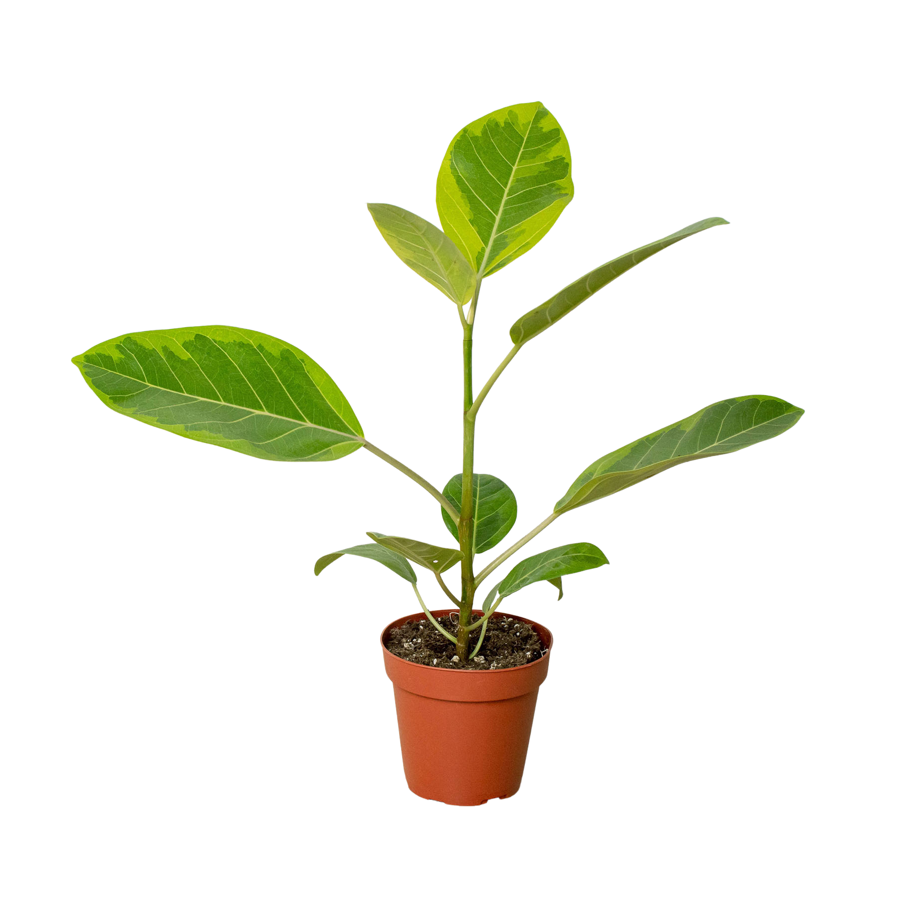 Ficus Altissima 'Yellow Gem' - House Plant Shop