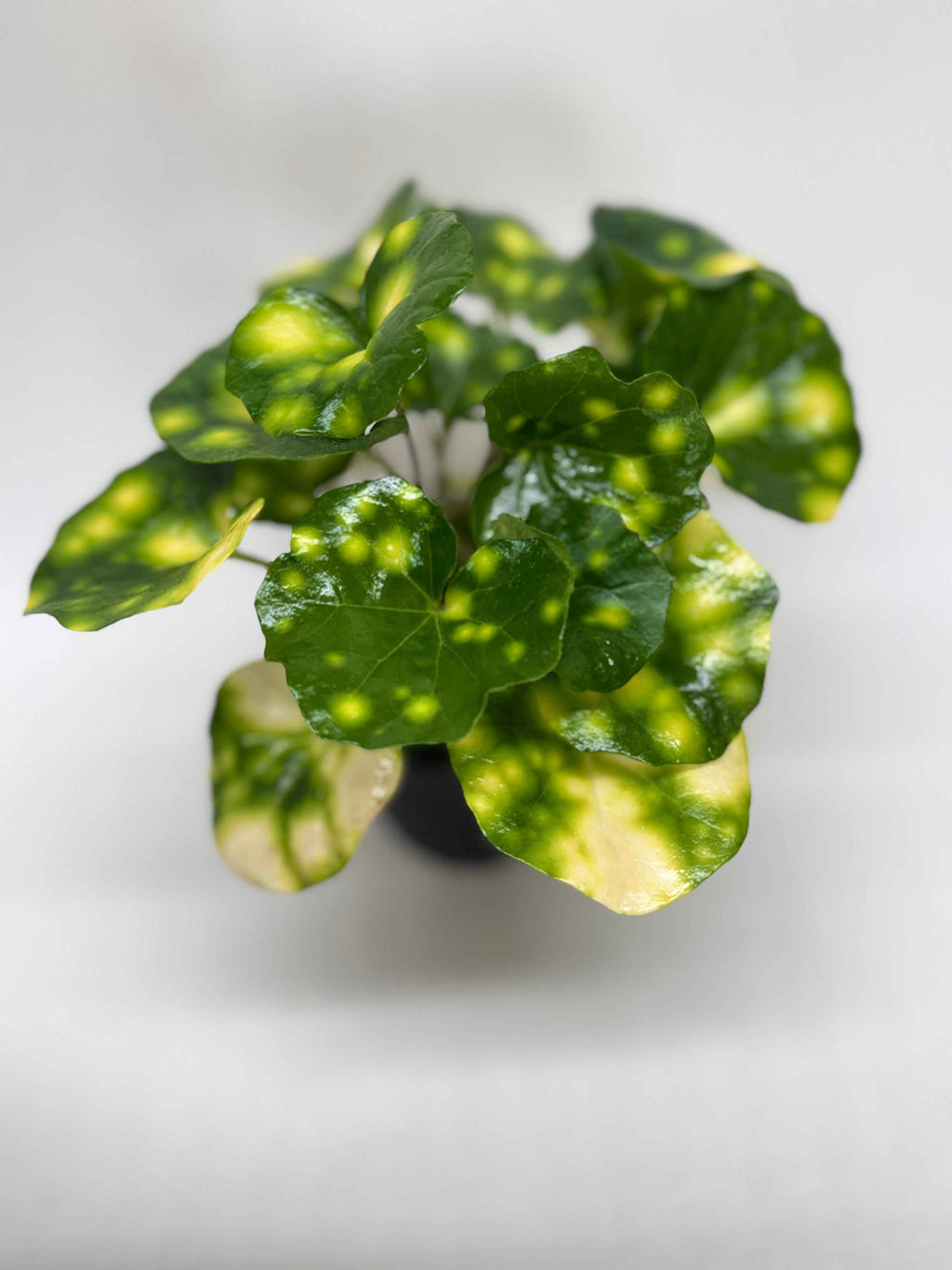 Farfugium Firefly