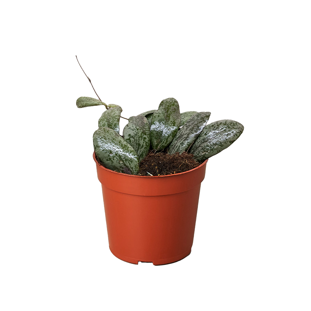 Hoya Sigillatis Round