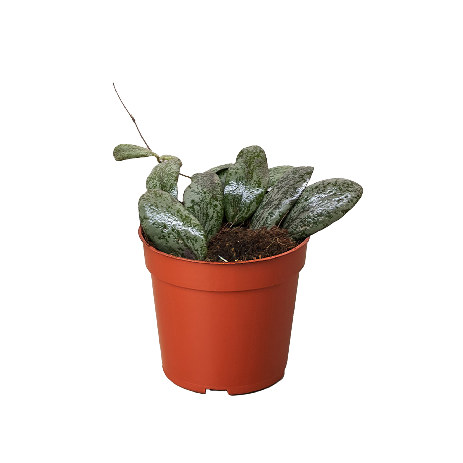 Hoya Sigillatis Round