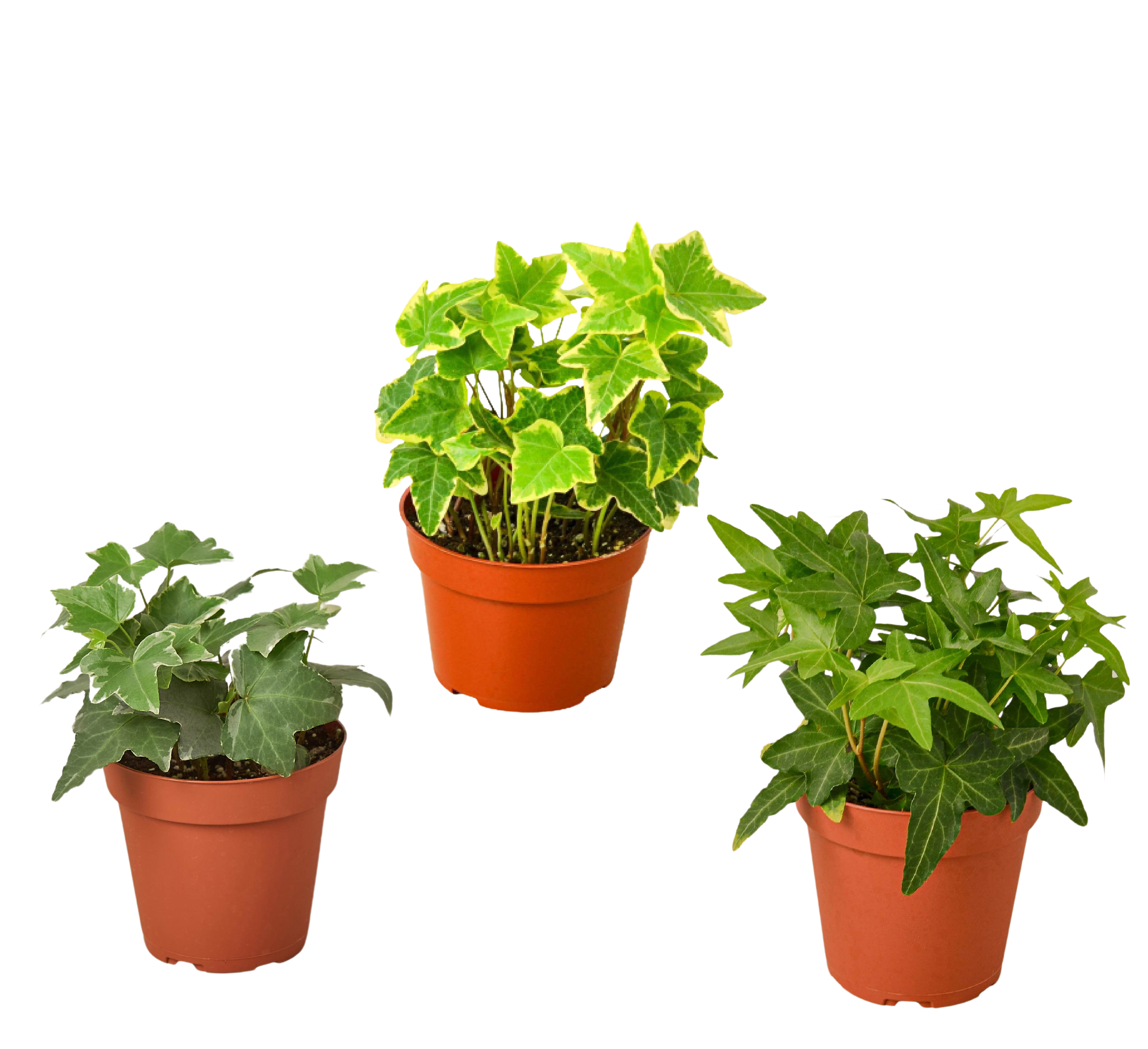 3 Different English Ivy Plants - 4" Pot - Live House Plant
