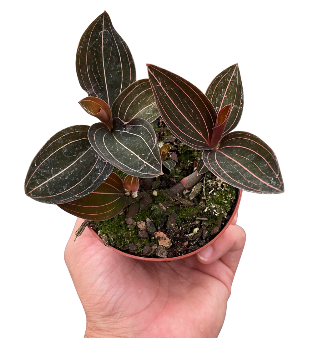 House Plant Shop Ludisia Discolor - Thumbnail 2