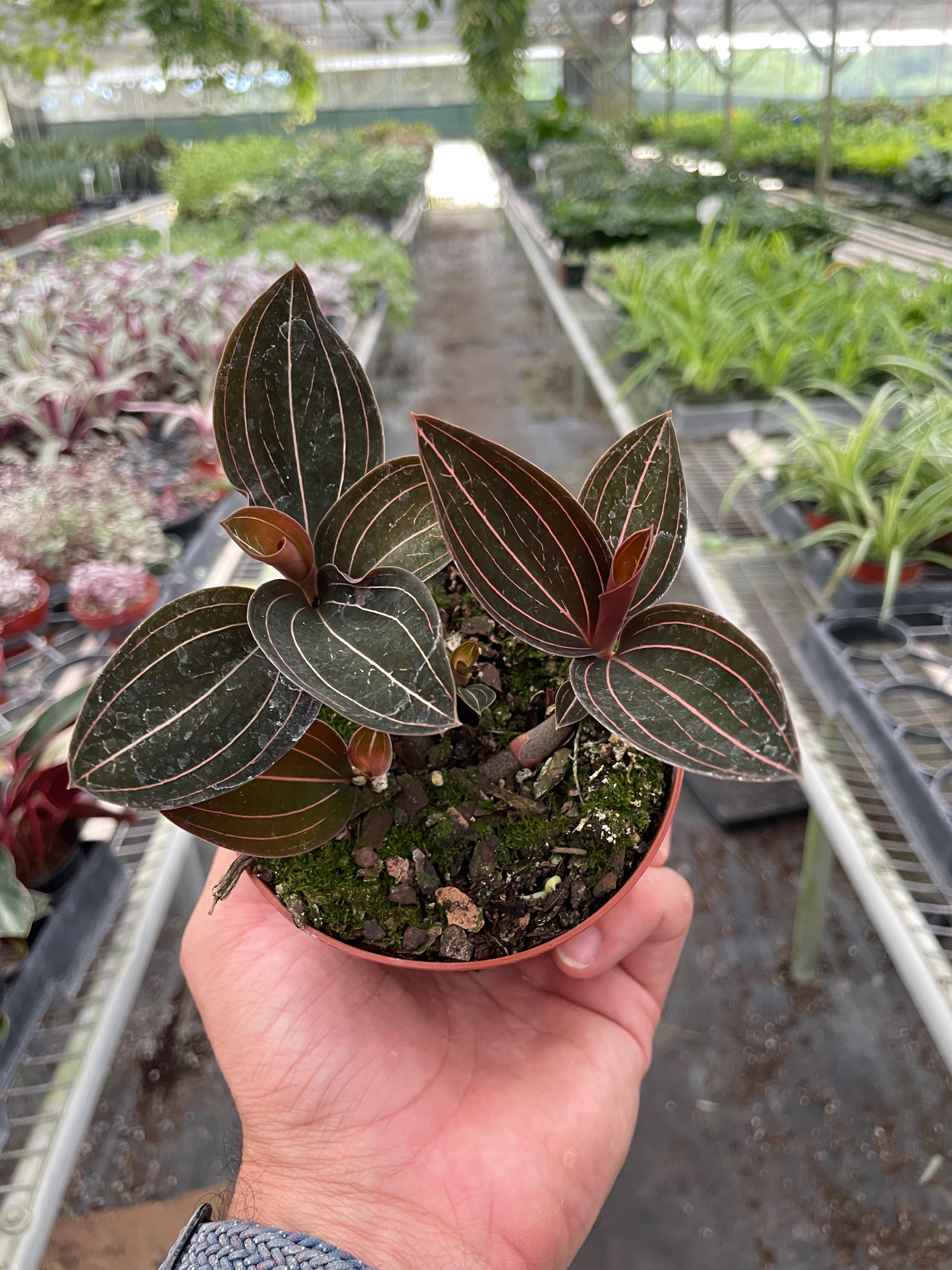 House Plant Shop Ludisia Discolor - Thumbnail 4