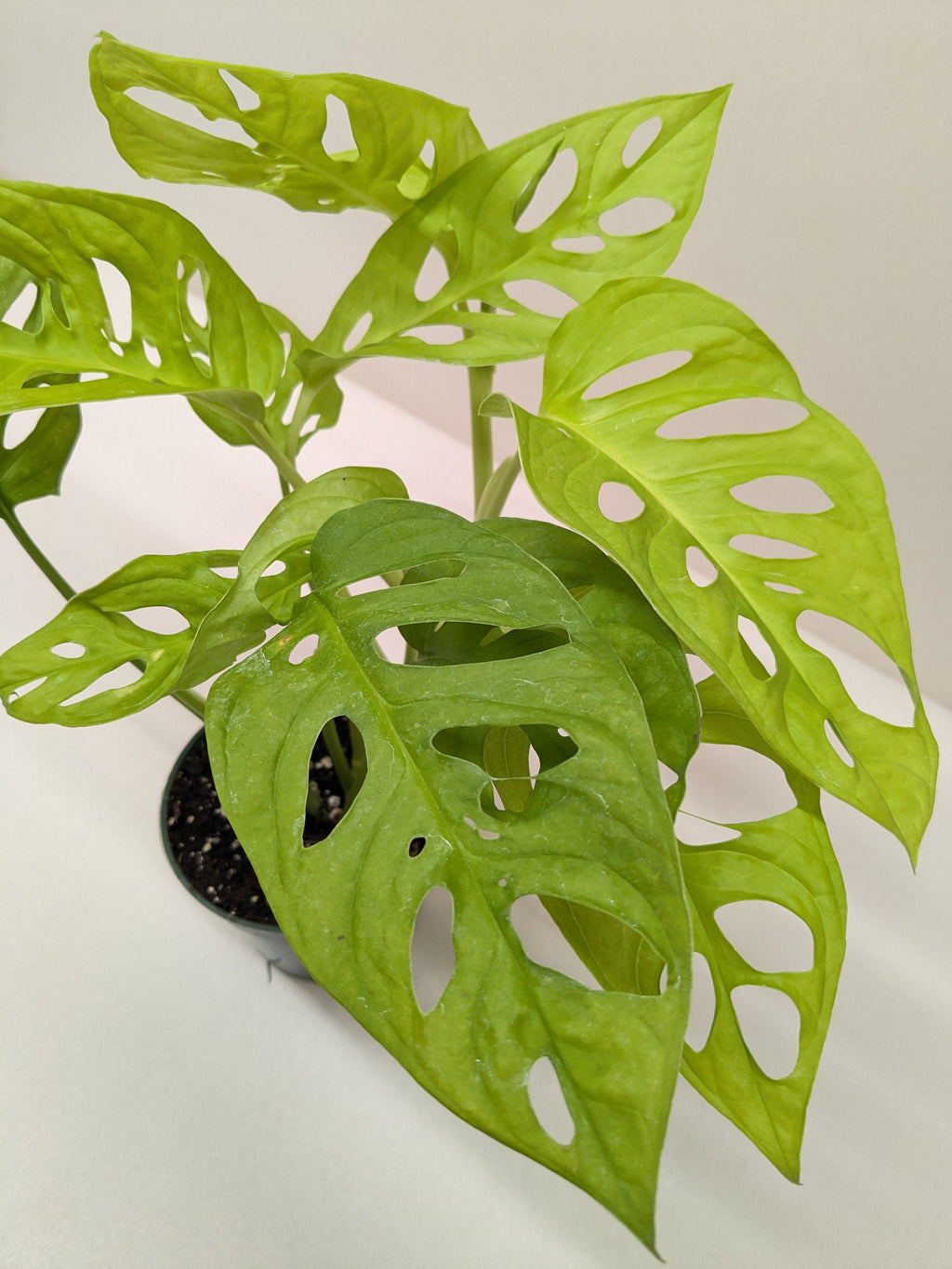 Monstera Adansonii 'Swiss Cheese Neon' - House Plant Shop