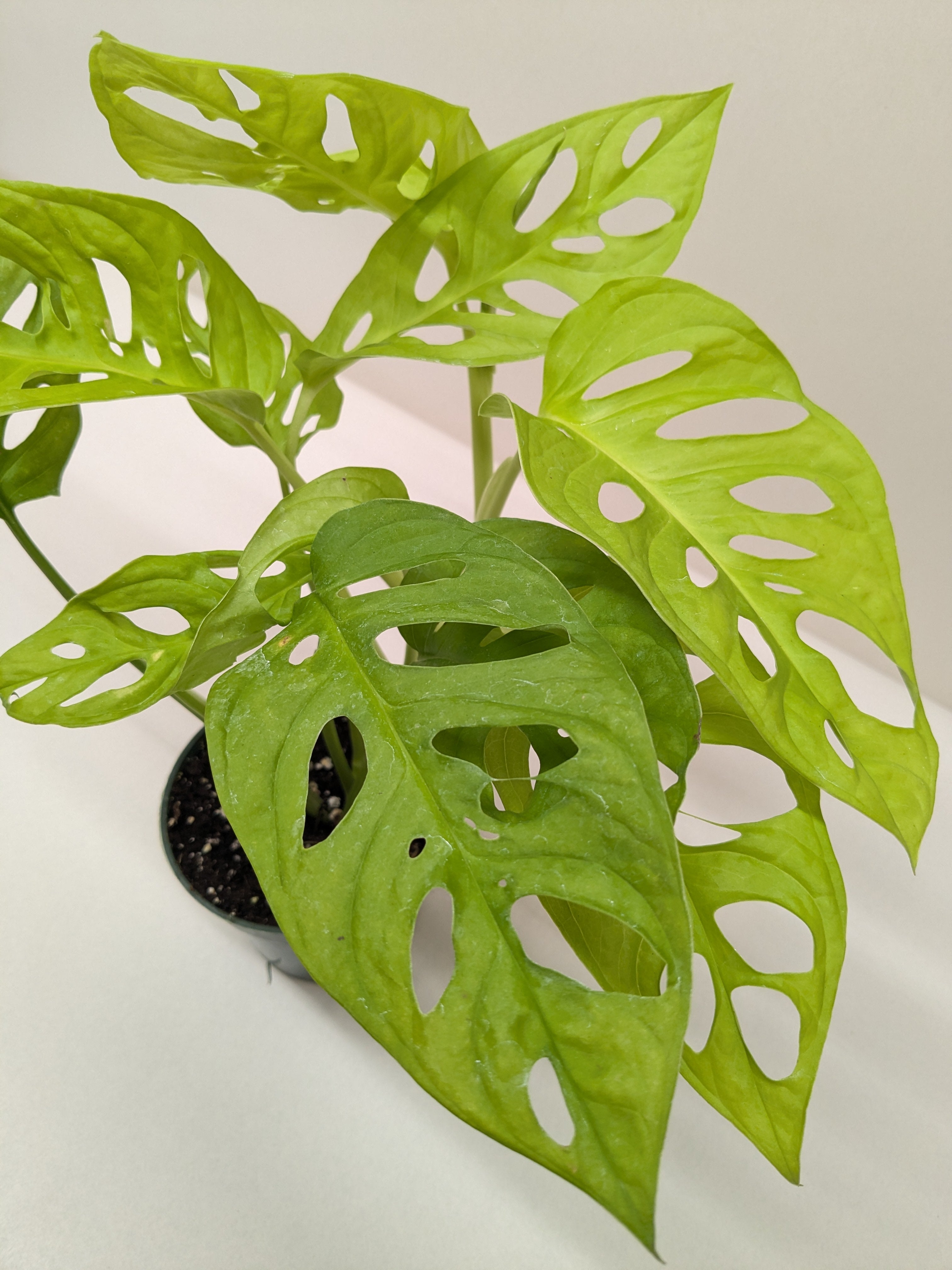 Monstera Adansonii 'Swiss Cheese Neon' - House Plant Shop