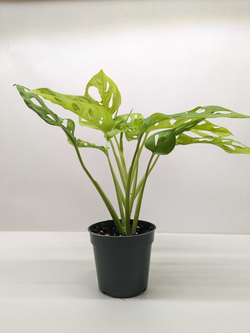 Monstera Adansonii 'Swiss Cheese Neon' - House Plant Shop