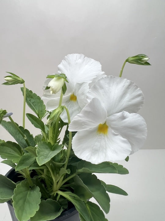 Pansy - House Plant Shop