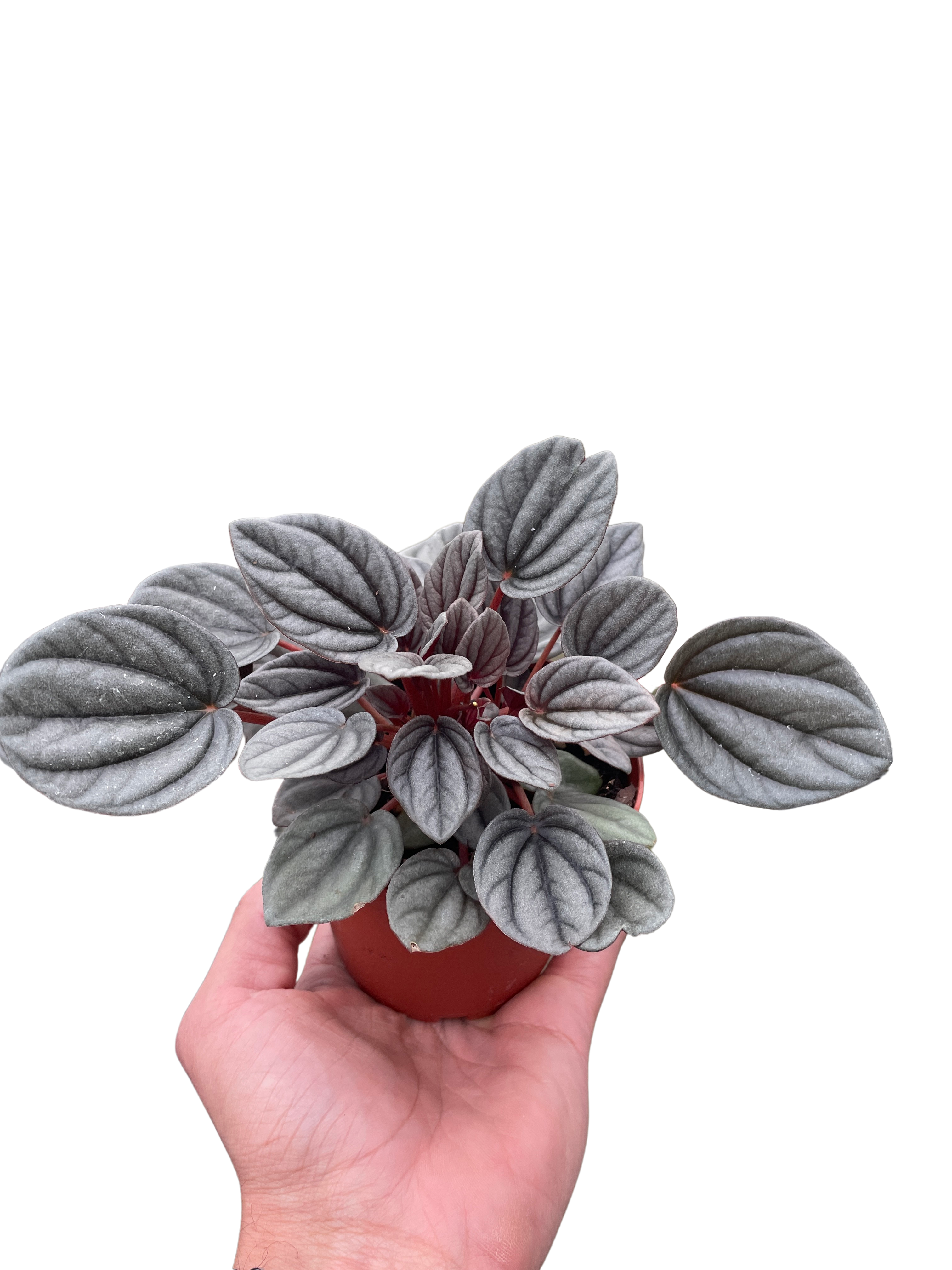Peperomia 'Mendoza'