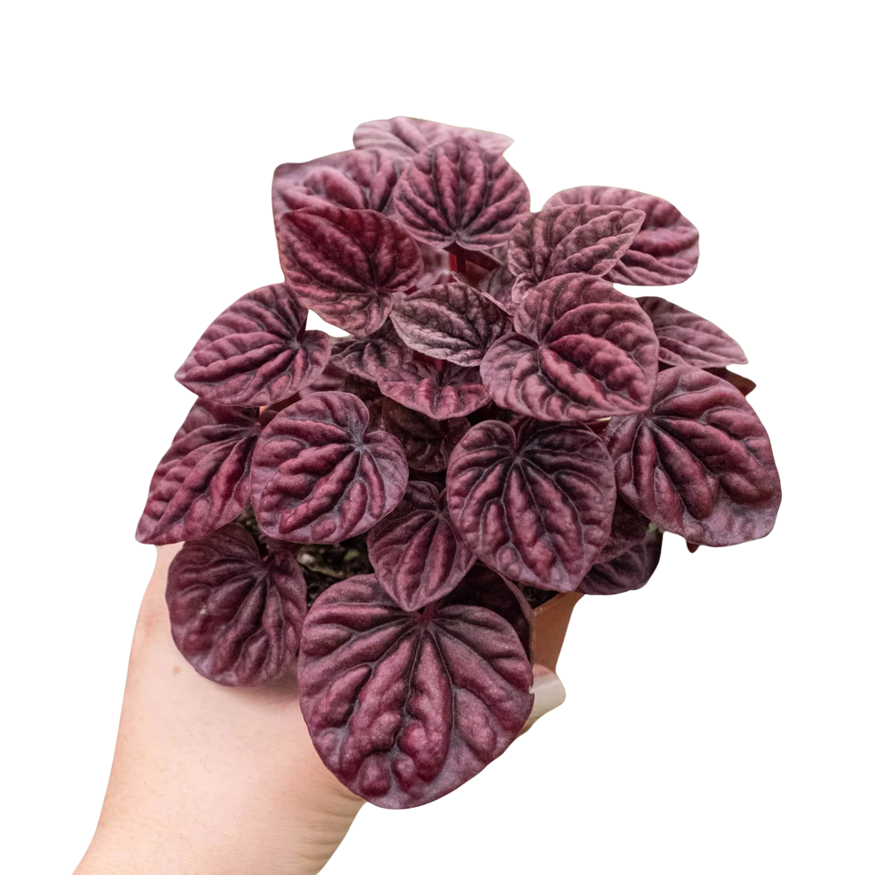 Peperomia 'Ripple Red'