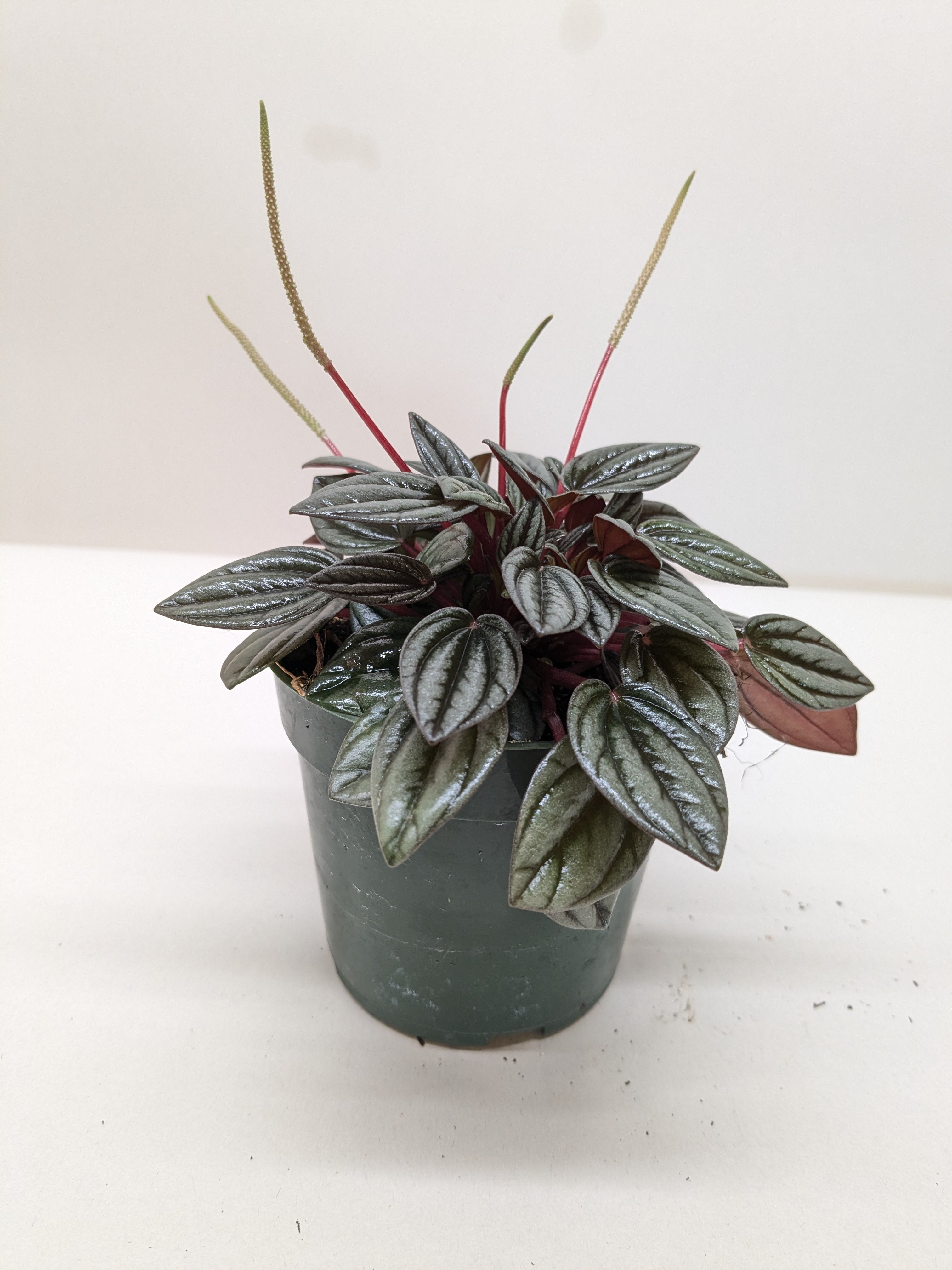 Peperomia 'San Marino' - House Plant Shop