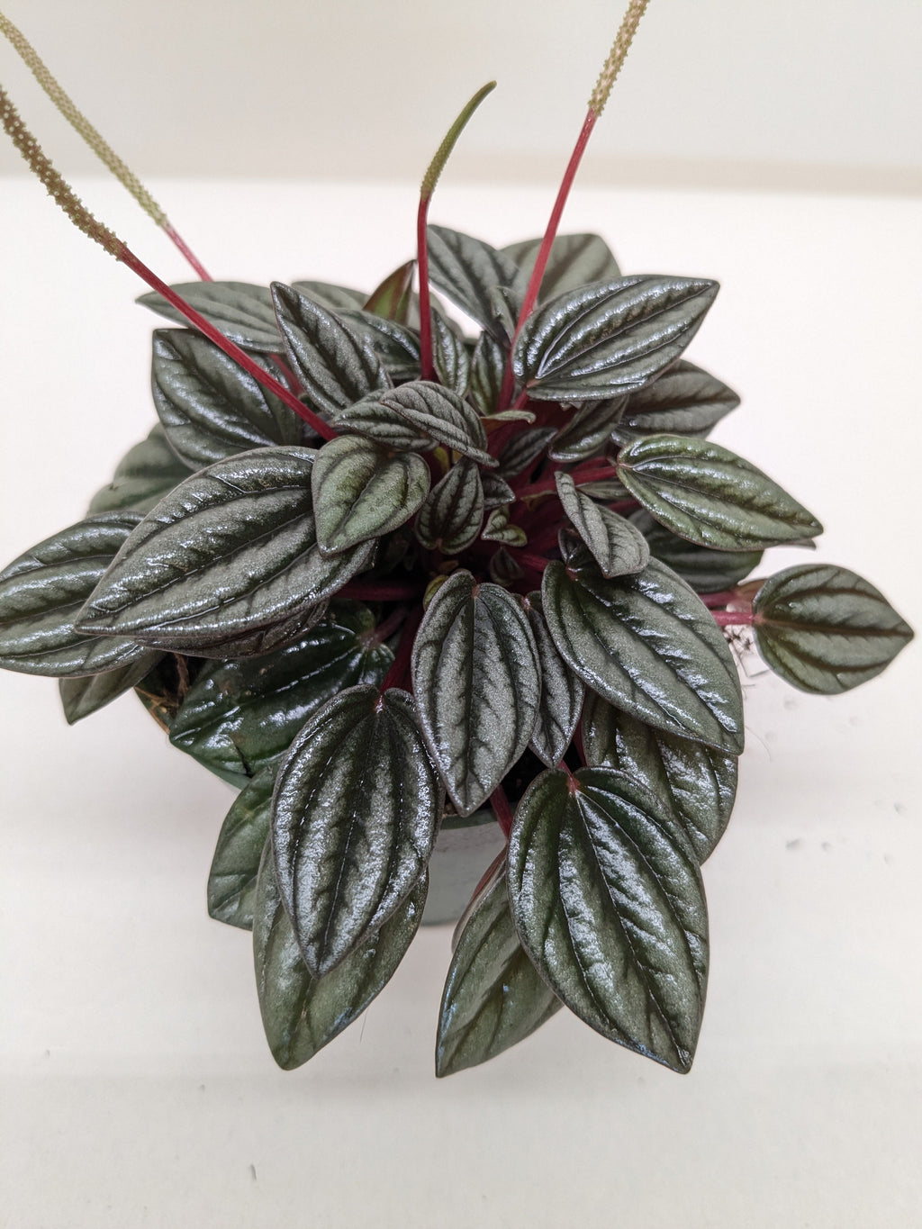 Peperomia 'San Marino' - House Plant Shop