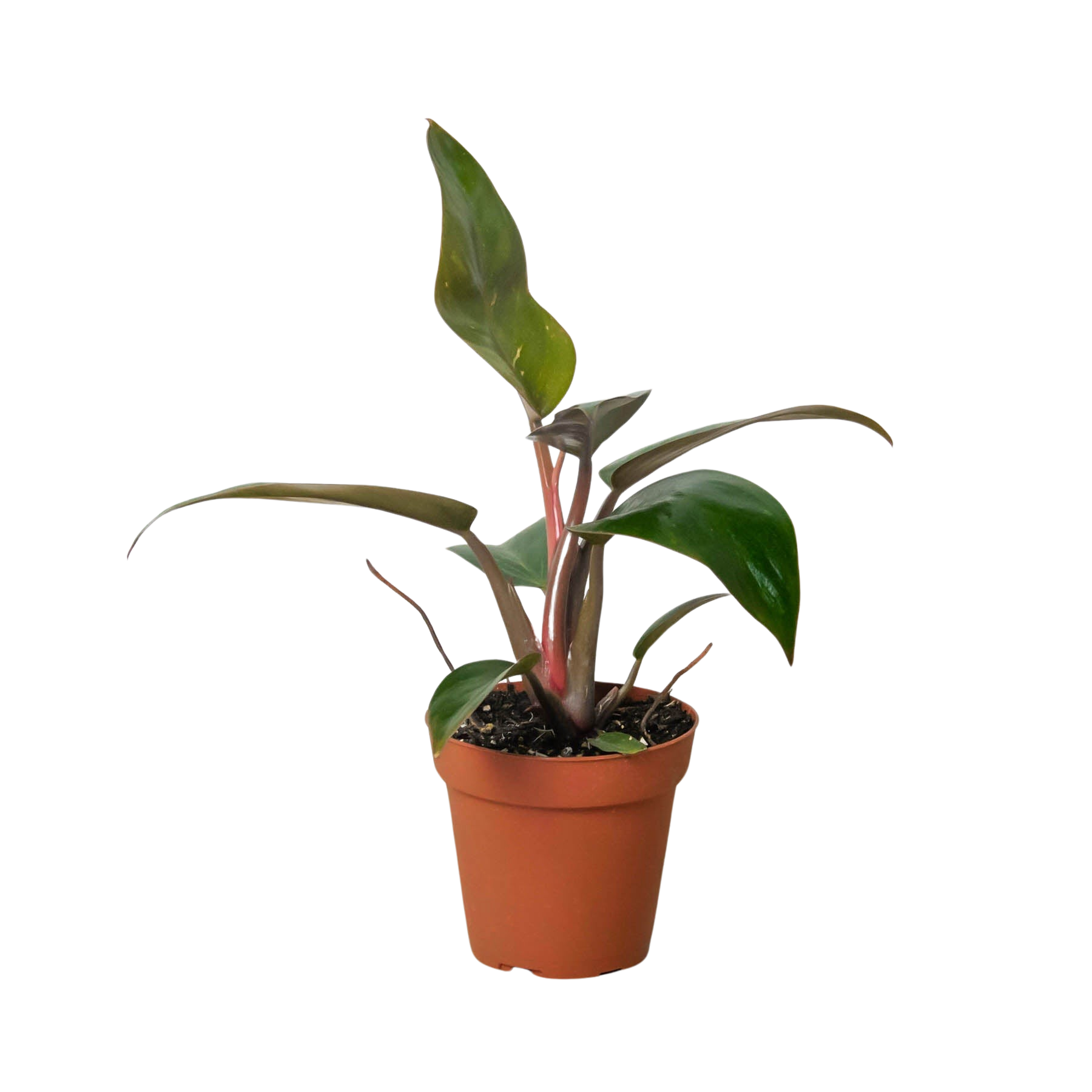 Philodendron 'Birkin Pink'