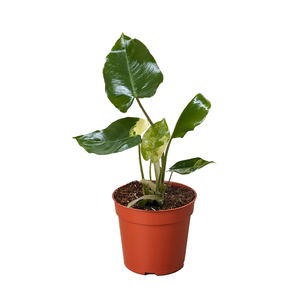 Philodendron Burle Marx Albo