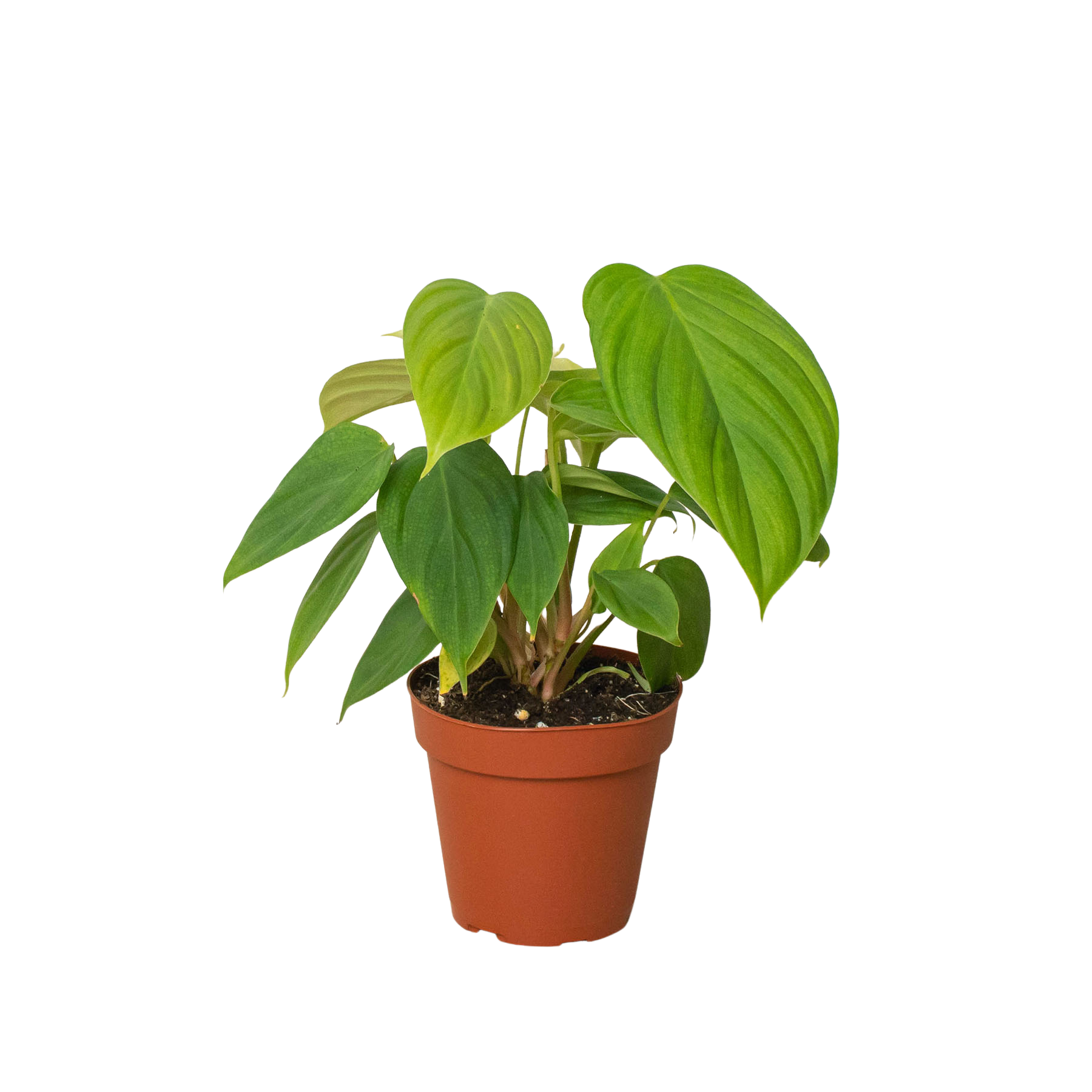 Philodendron 'Fuzzy Petiole' - House Plant Shop