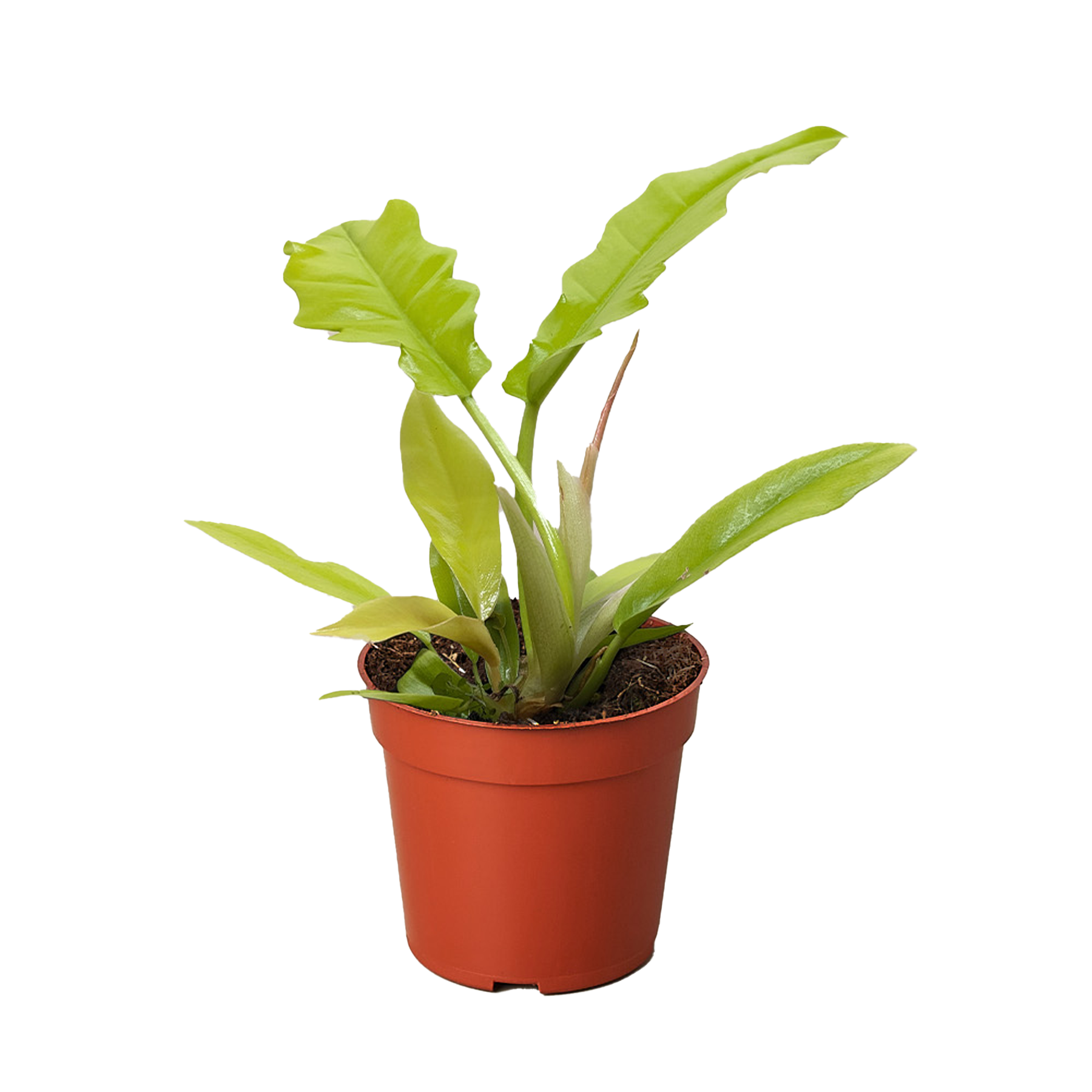 Philodendron 'Golden Crocodile'