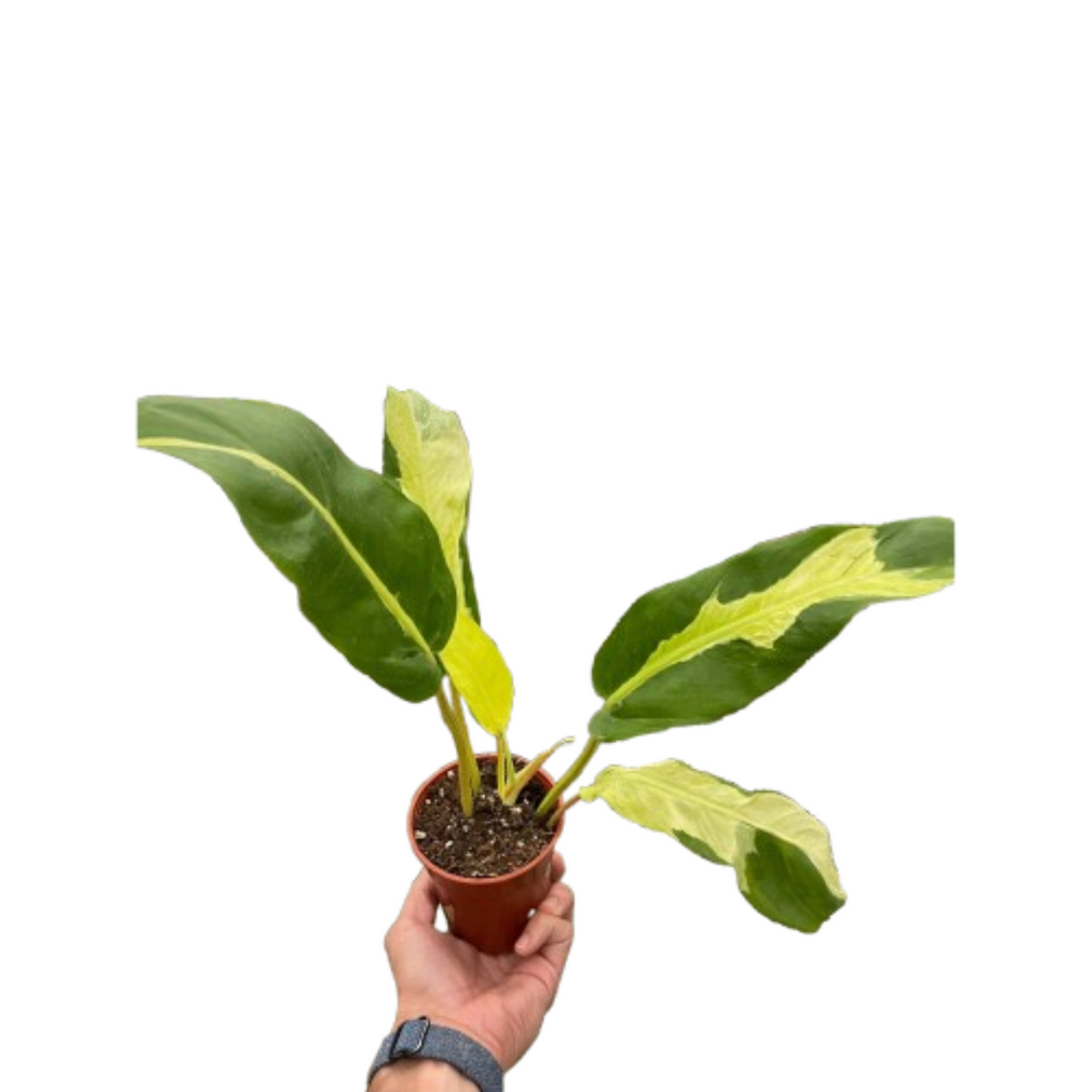 Philodendron 'Thai Sunrise' - House Plant Shop