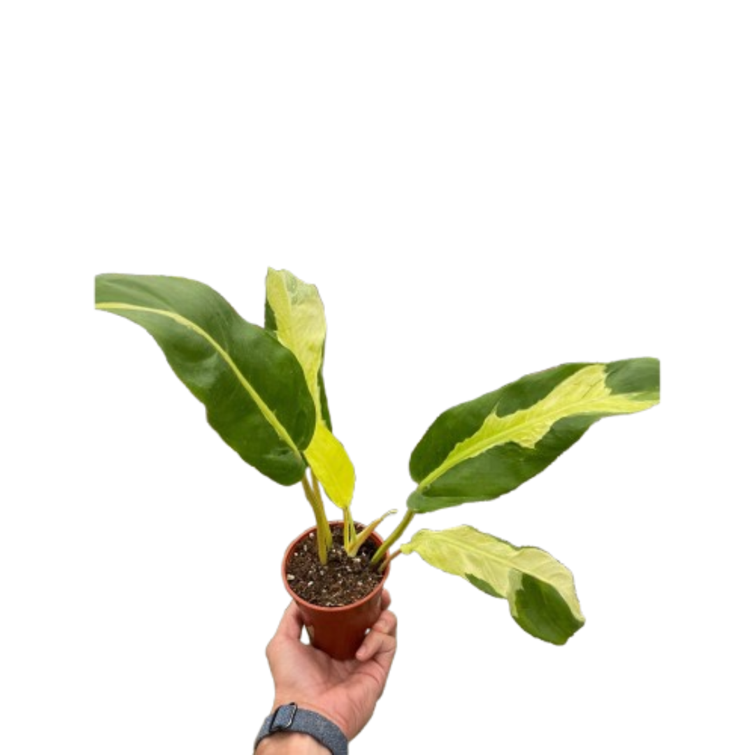 Philodendron 'Thai Sunrise' - House Plant Shop