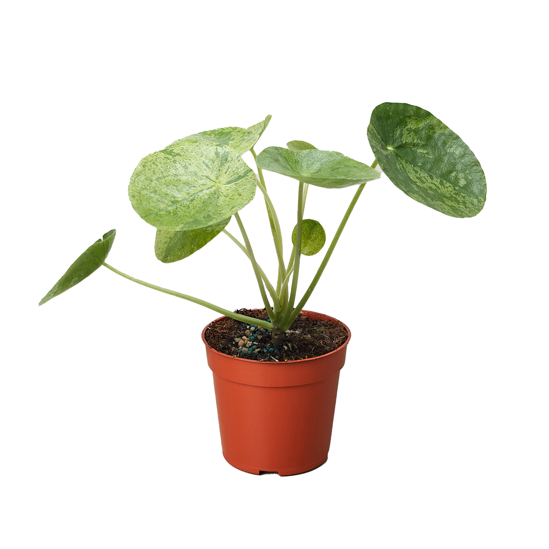 Pilea 'Mojito'