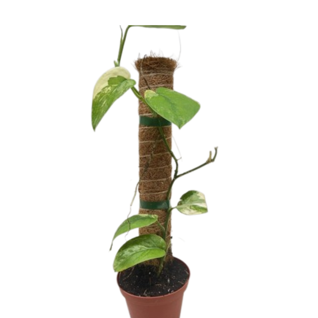 Pothos Jade Satin Albo