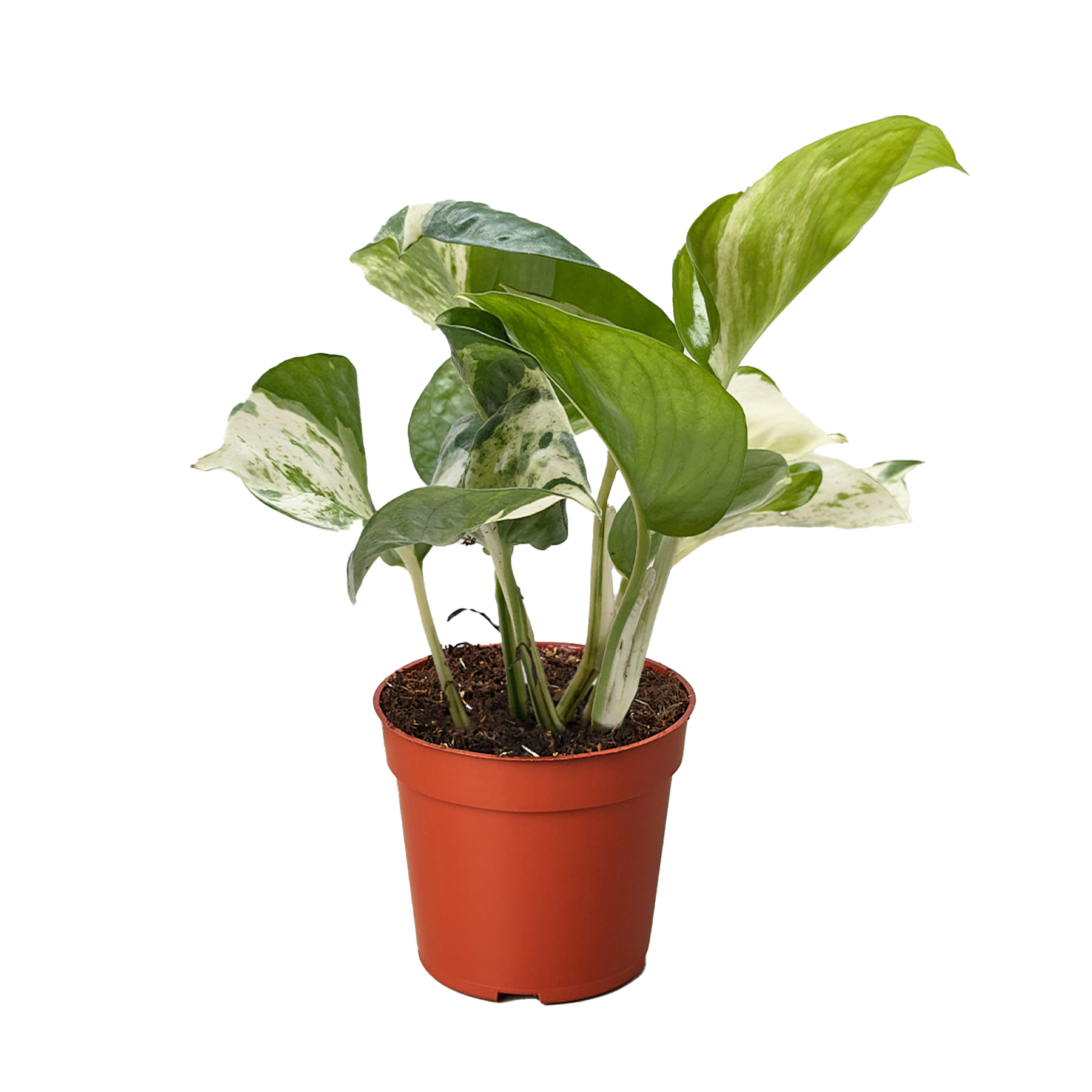 Pothos Manjula - House Plant Shop
