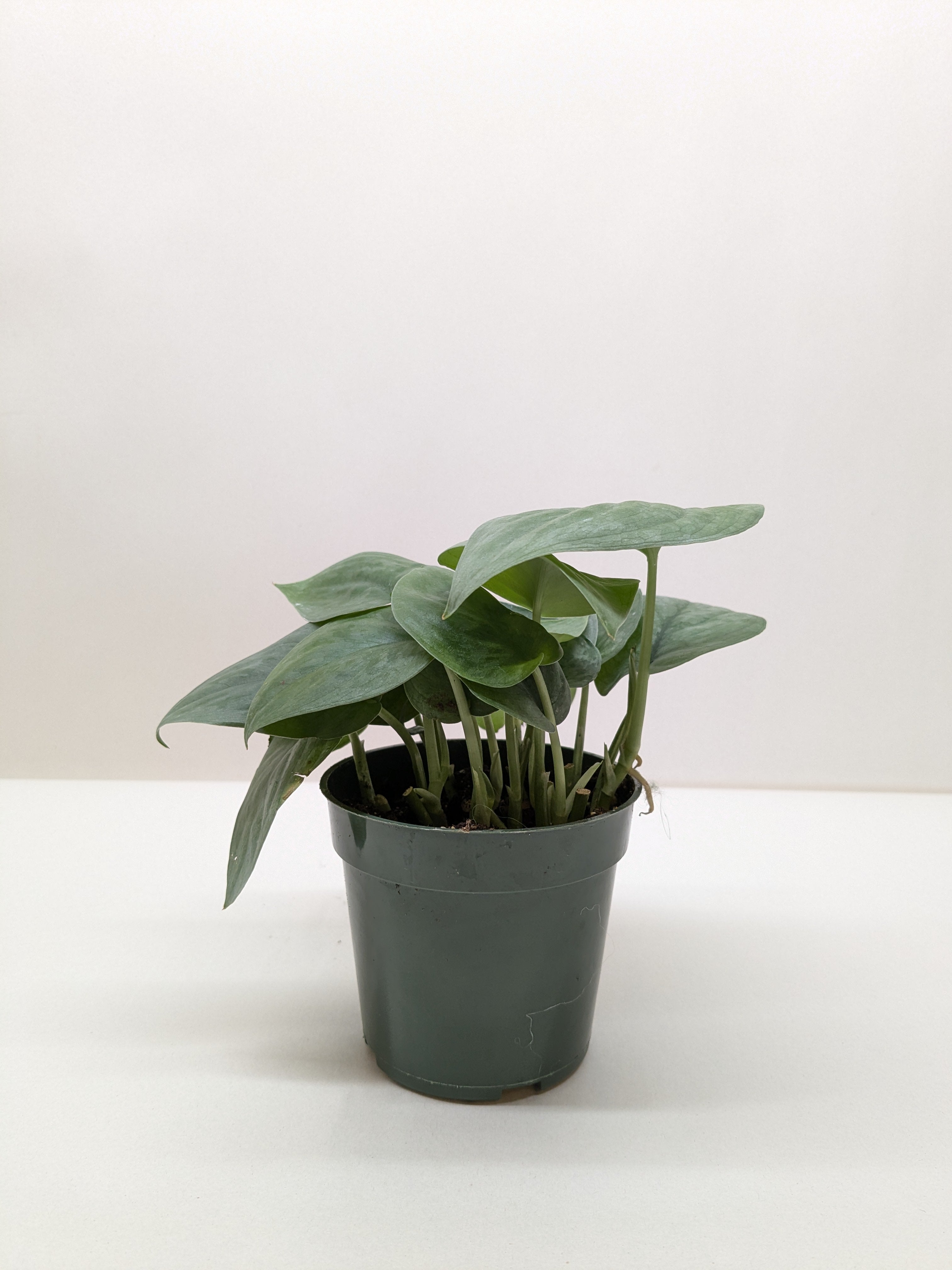 Scindapsus Platinum Java - House Plant Shop