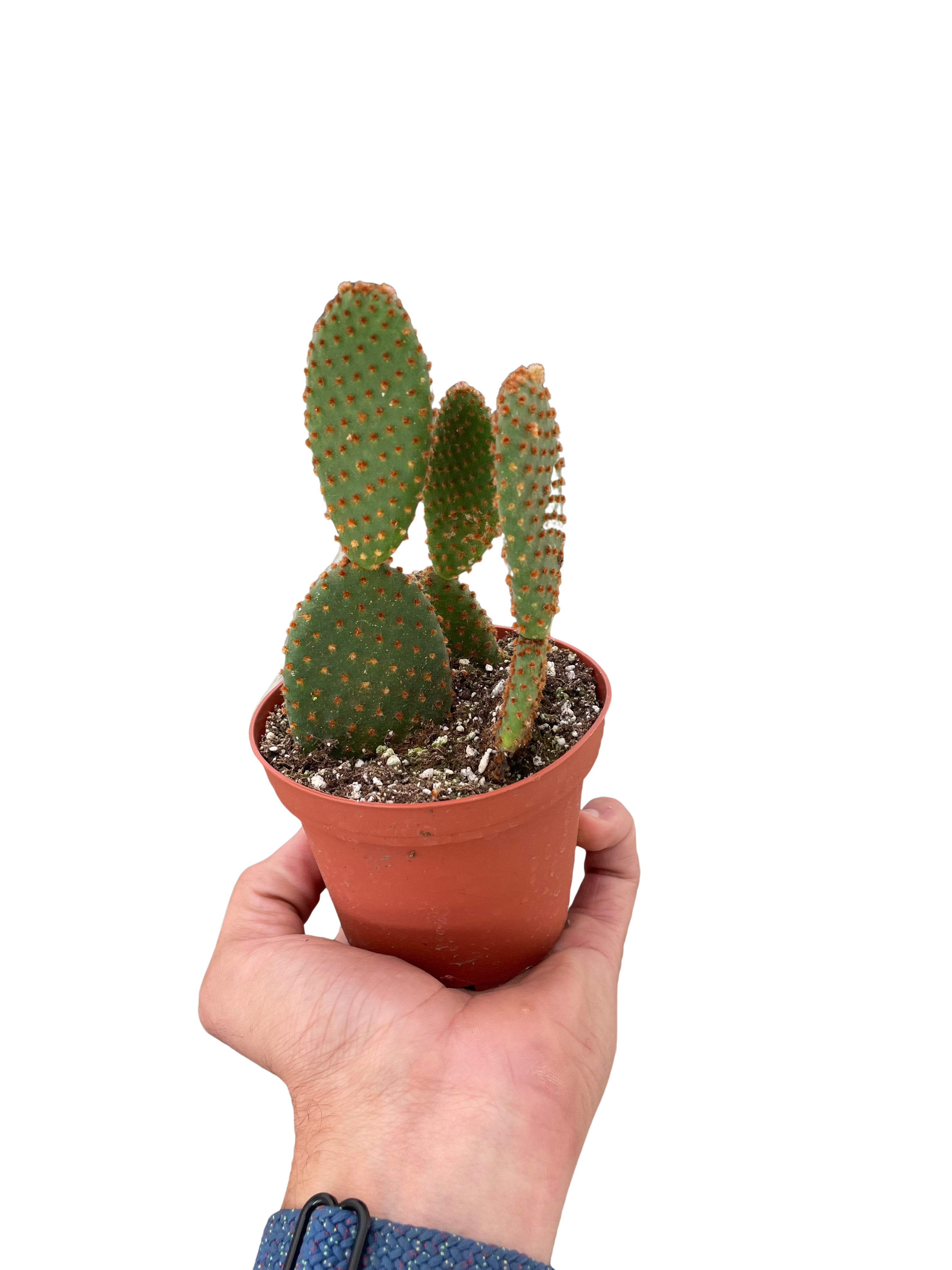 Opuntia 'Microdasys' (Bunny Ear Cactus)