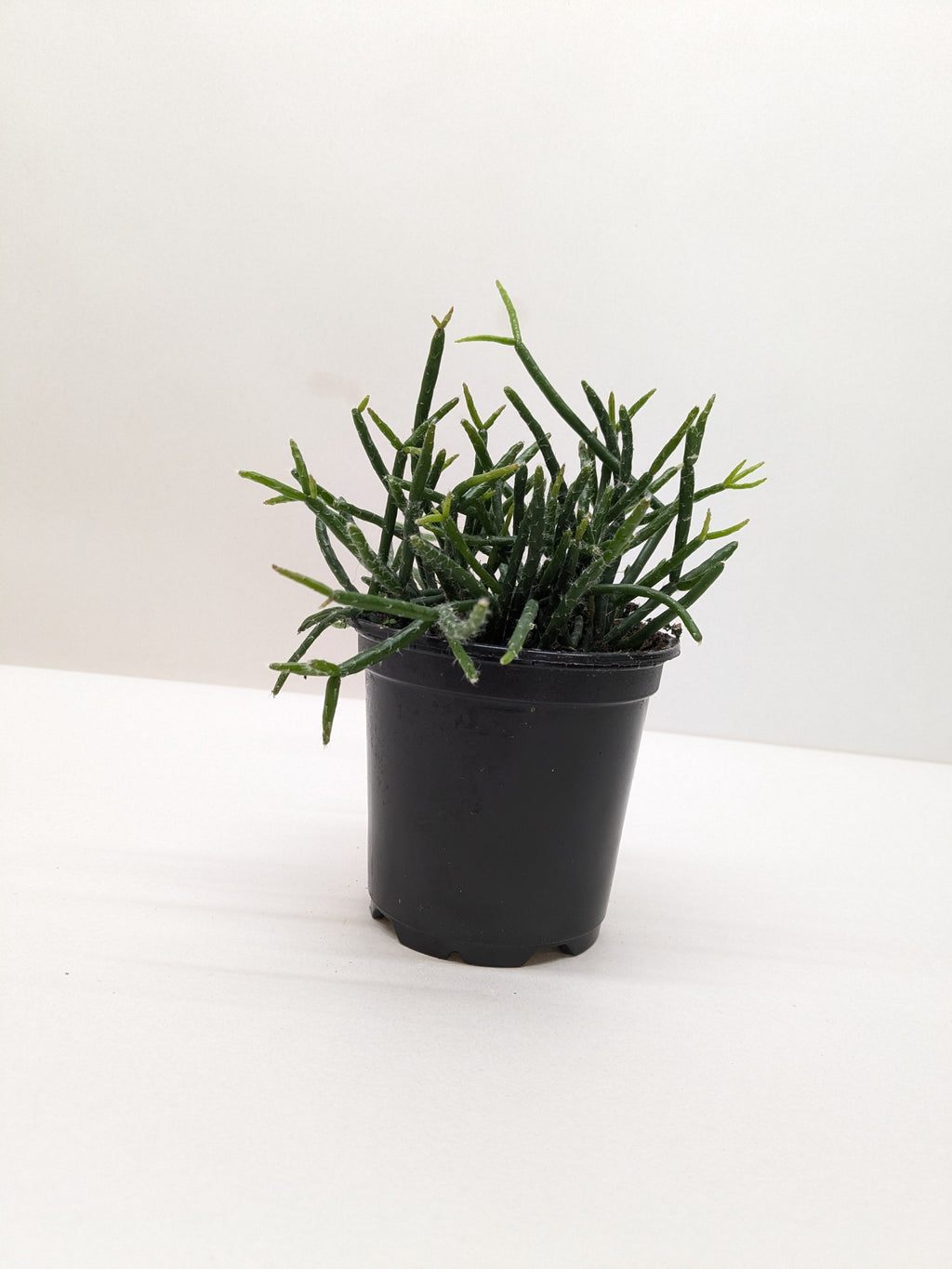 Mistletoe Cactus | Easy Care Trailing Succulent | House Plant Shop - House Plant Shop