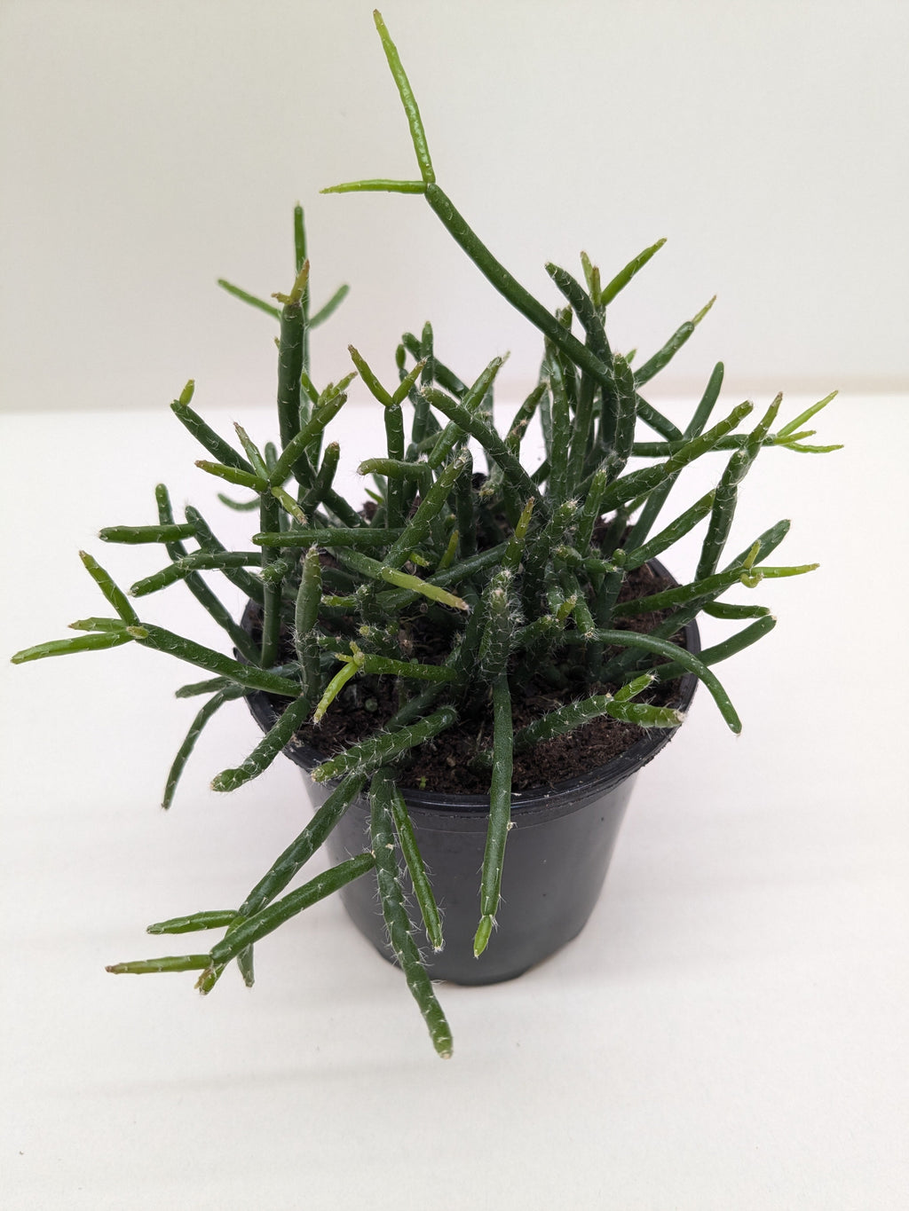 Mistletoe Cactus | Easy Care Trailing Succulent | House Plant Shop - House Plant Shop