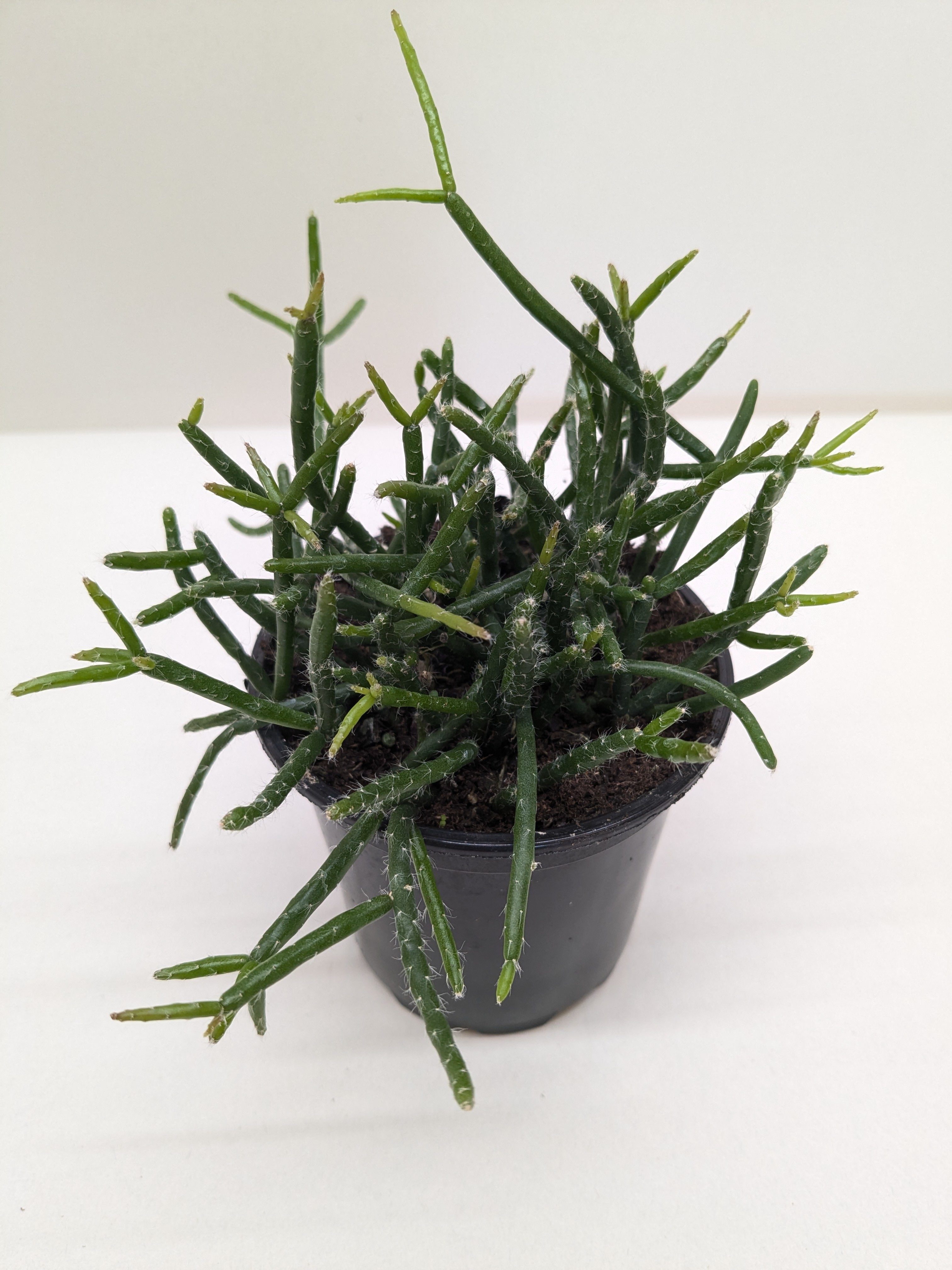Mistletoe Cactus | Easy Care Trailing Succulent | House Plant Shop - House Plant Shop