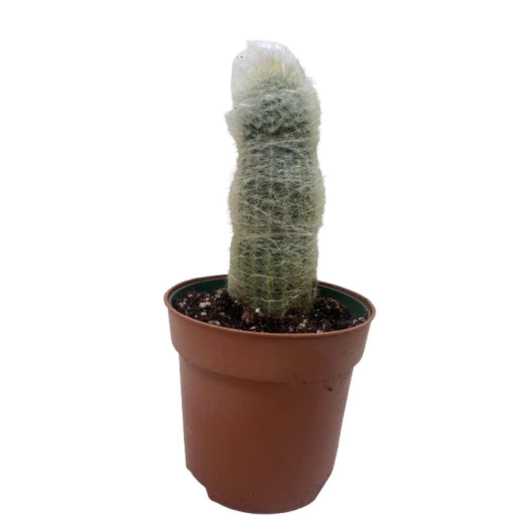 Succulent Cactus Old Man