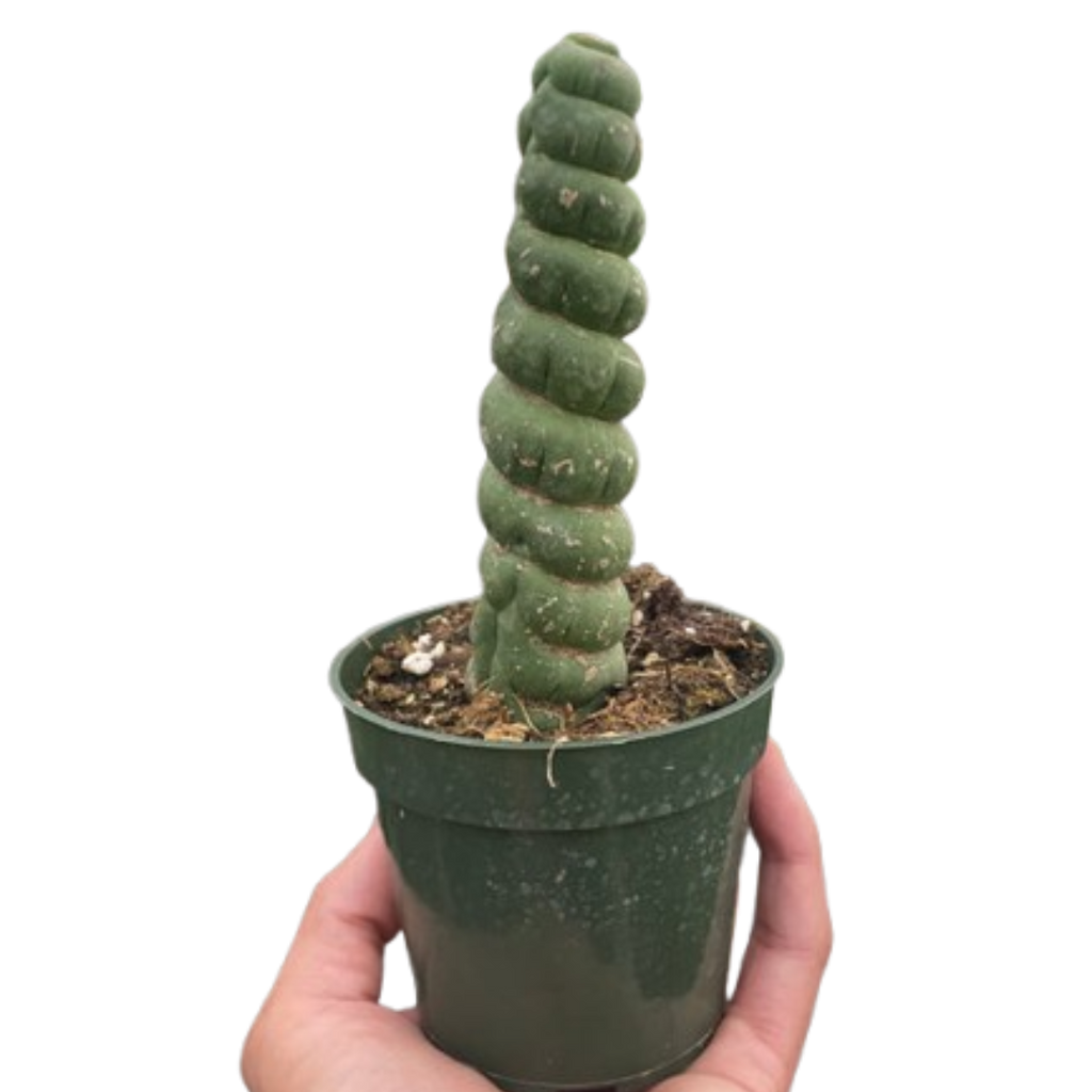 Succulent Unicorn Cactus - House Plant Shop