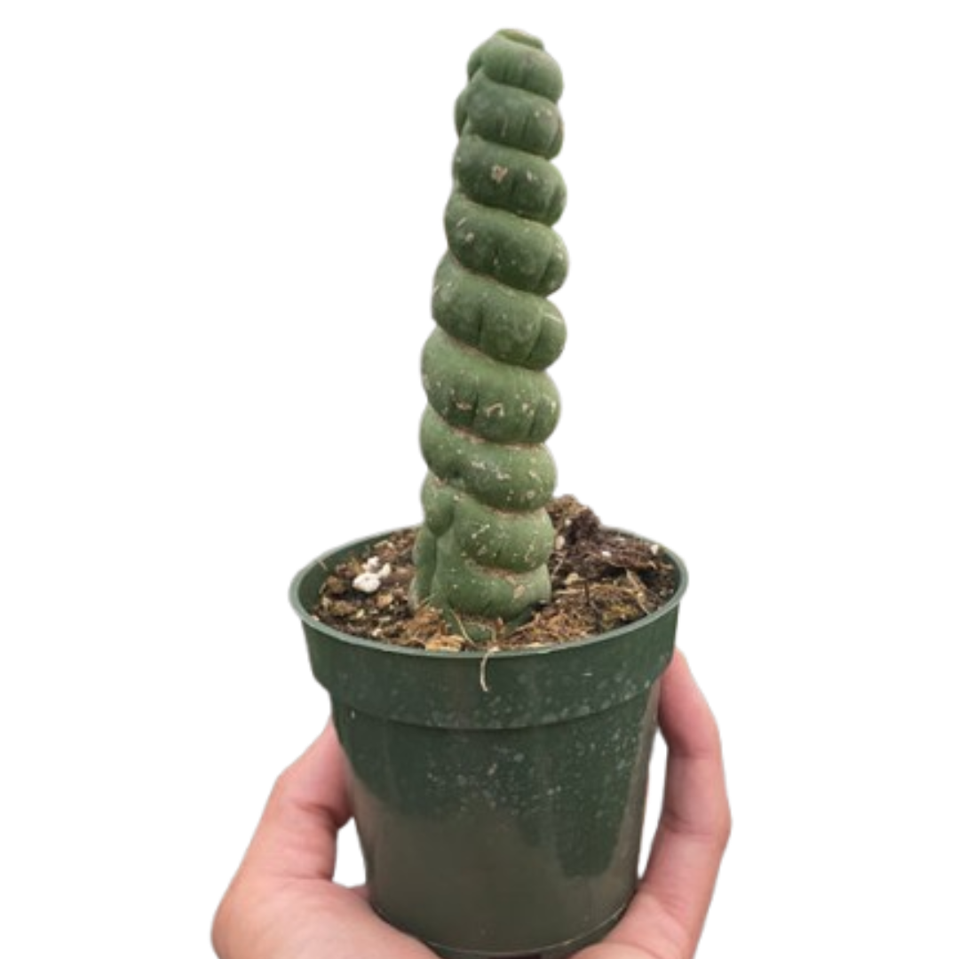 Succulent Unicorn Cactus - House Plant Shop
