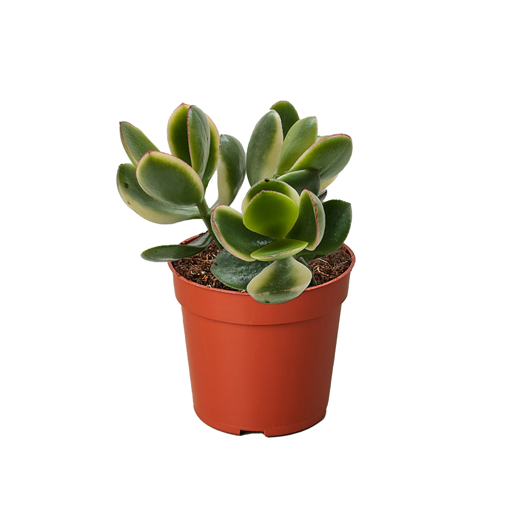 Succulent Crassula Jade Variegated - House Plant Shop