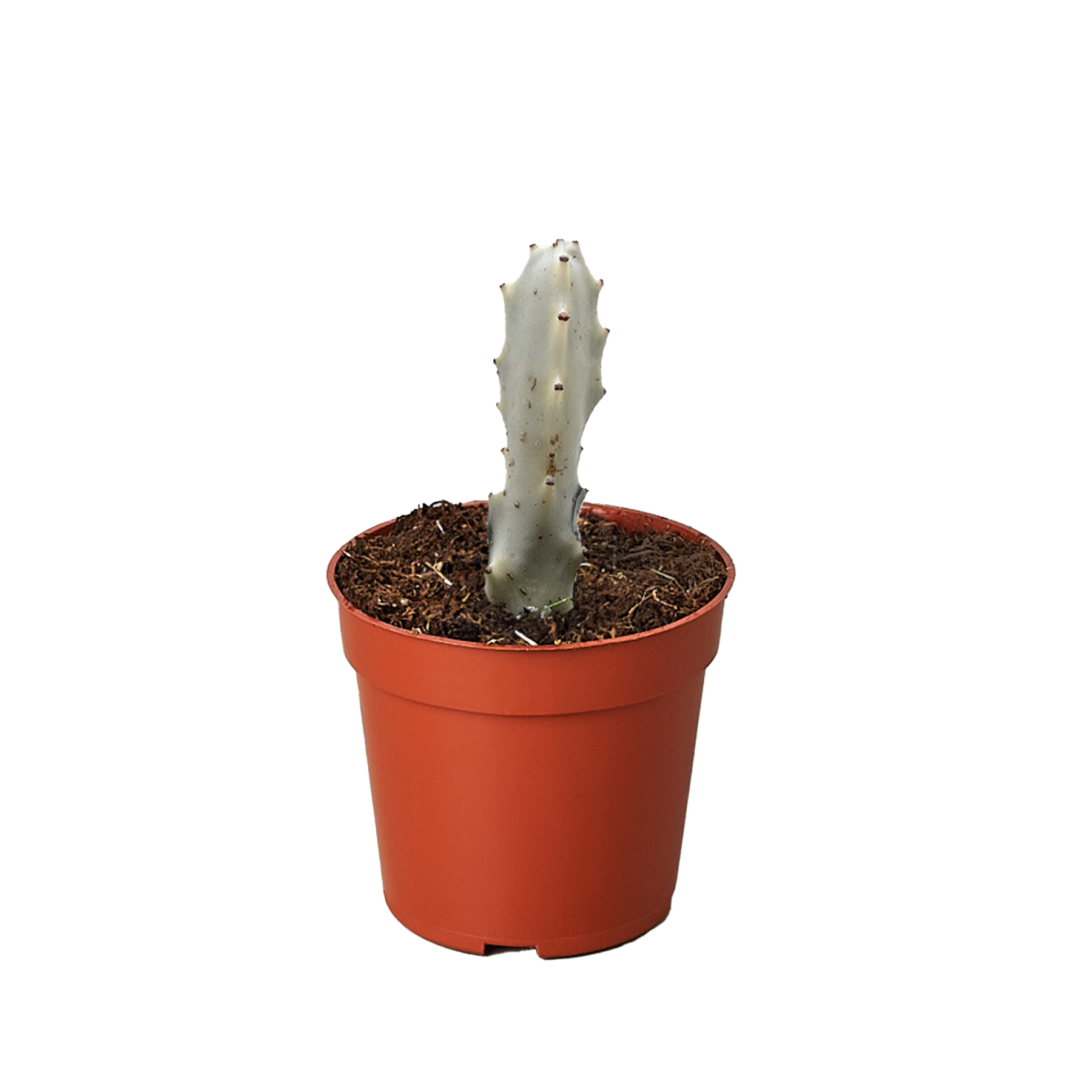 Succulent Euphorbia 'Dragon Bone'