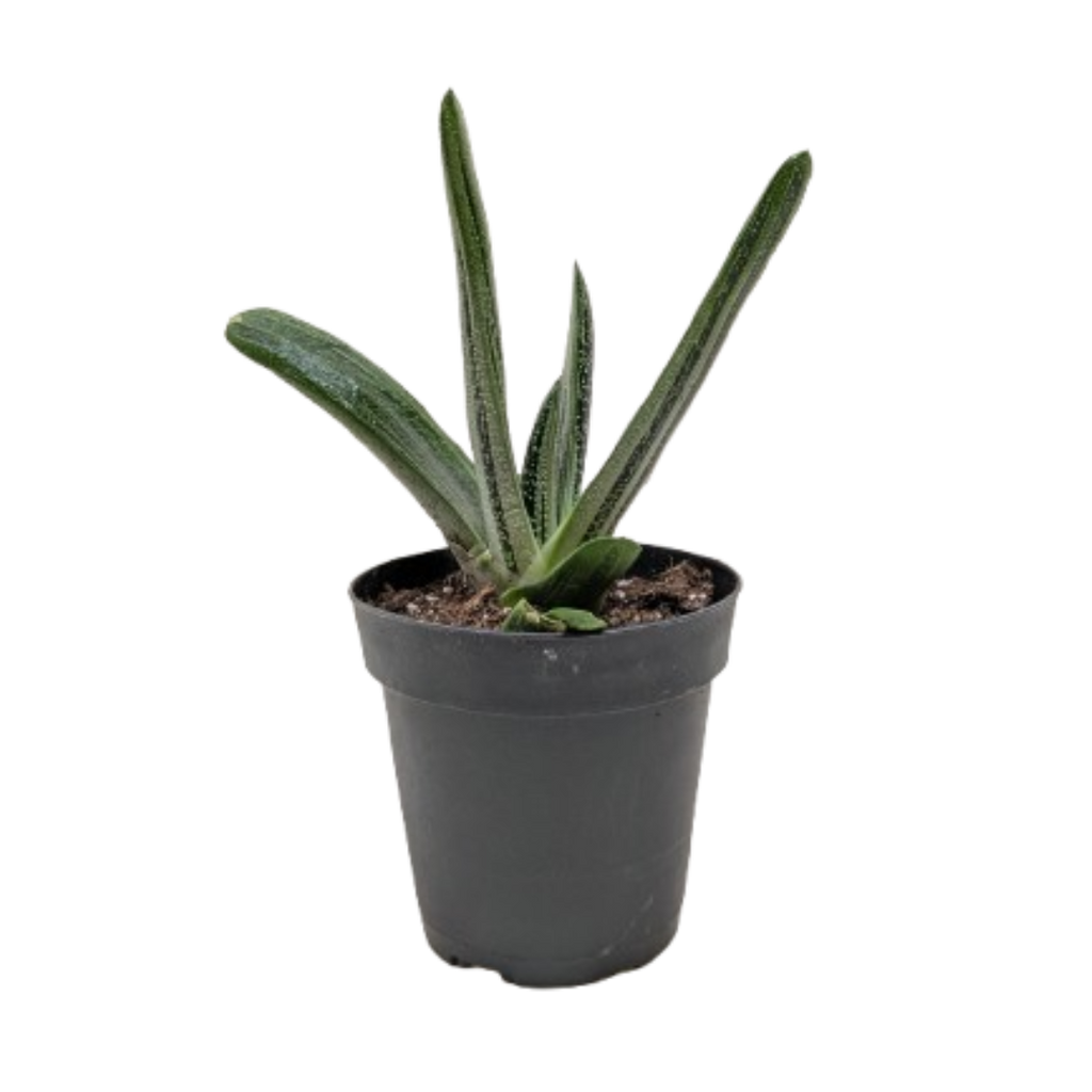 Succulent Gasteria Little Warty
