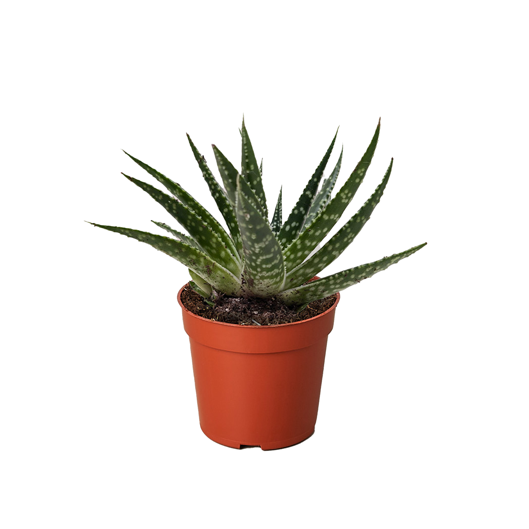 Succulent Gasteria Zimflora