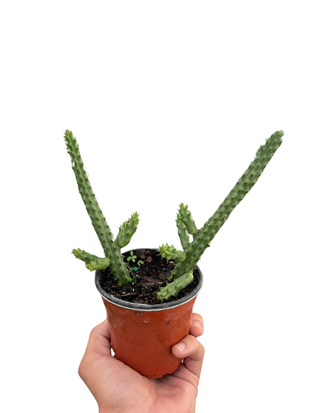 Red Dragon Flower (Huernia schneideriana)