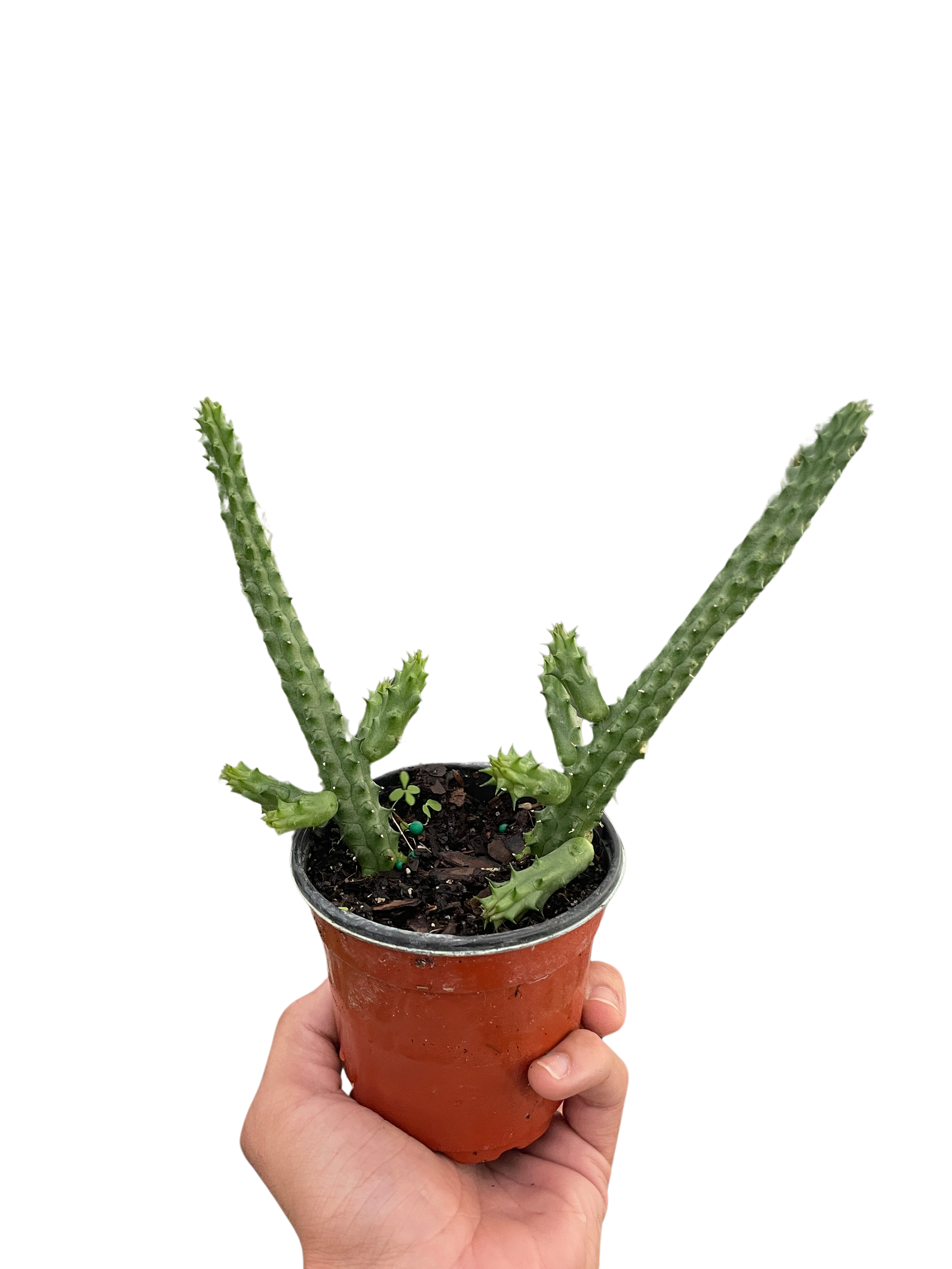 Red Dragon Flower (Huernia schneideriana)